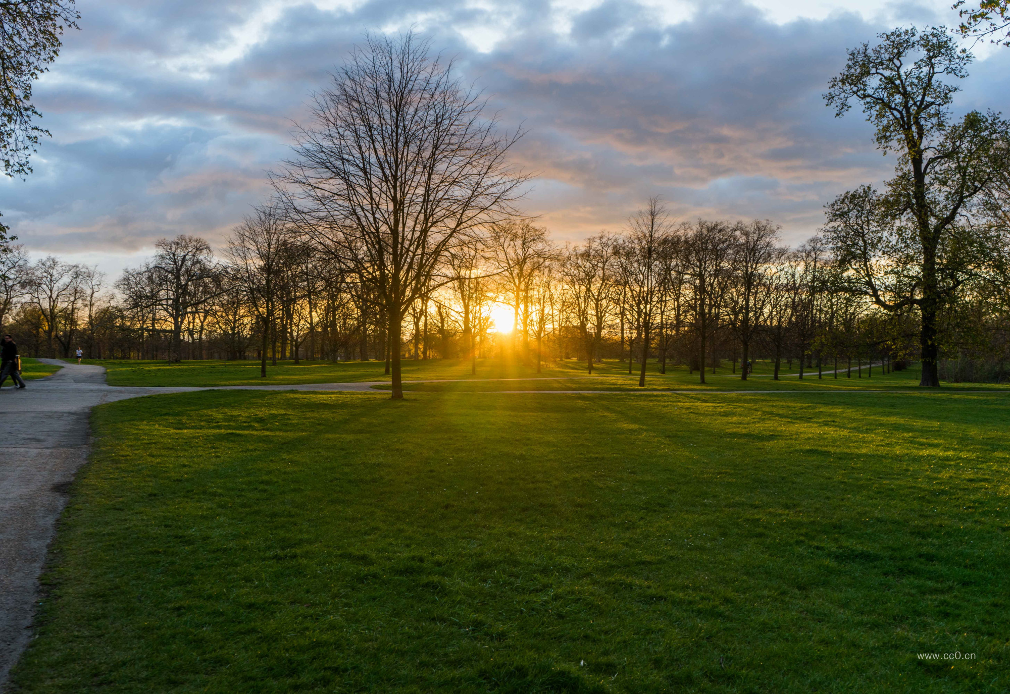 草坪上的树与日出图片