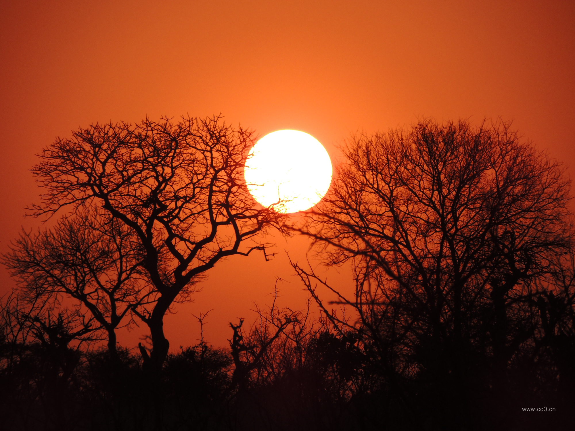 黄昏日落太阳与树的剪影