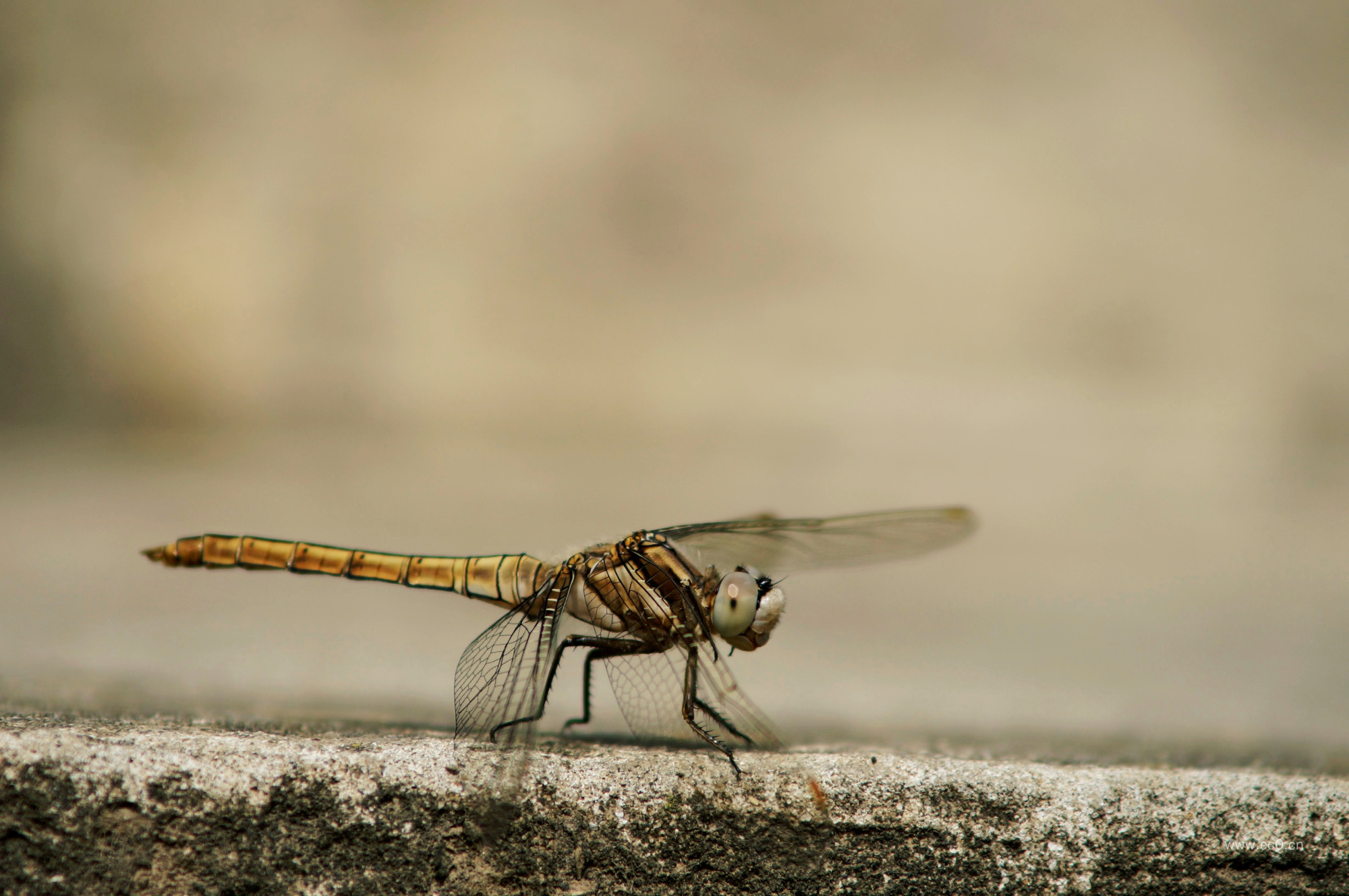 蜻蜓图片