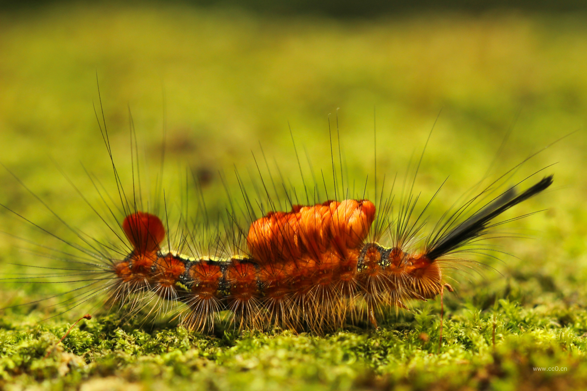青苔上的毛毛虫图片