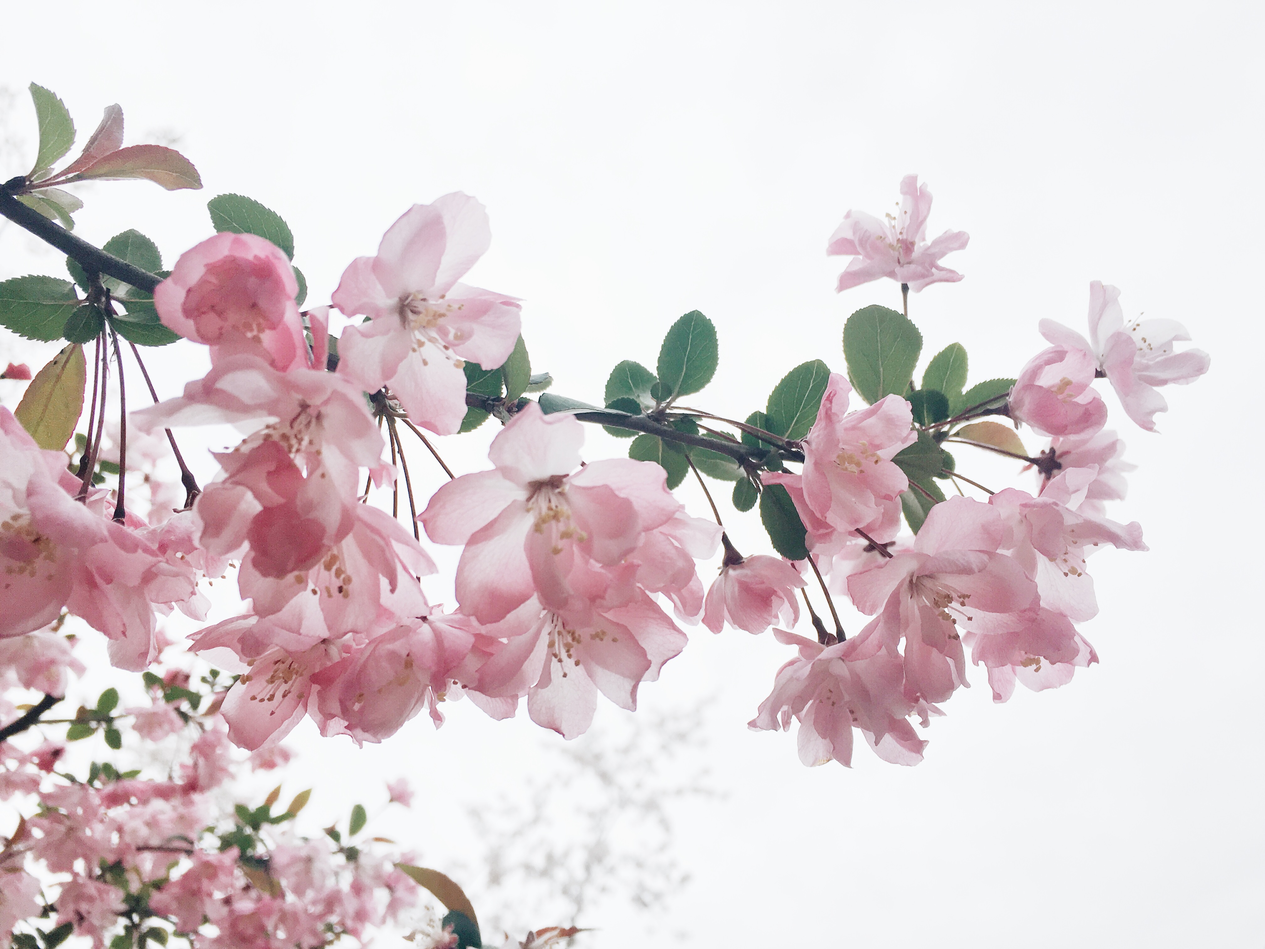 上海顾村公园春天