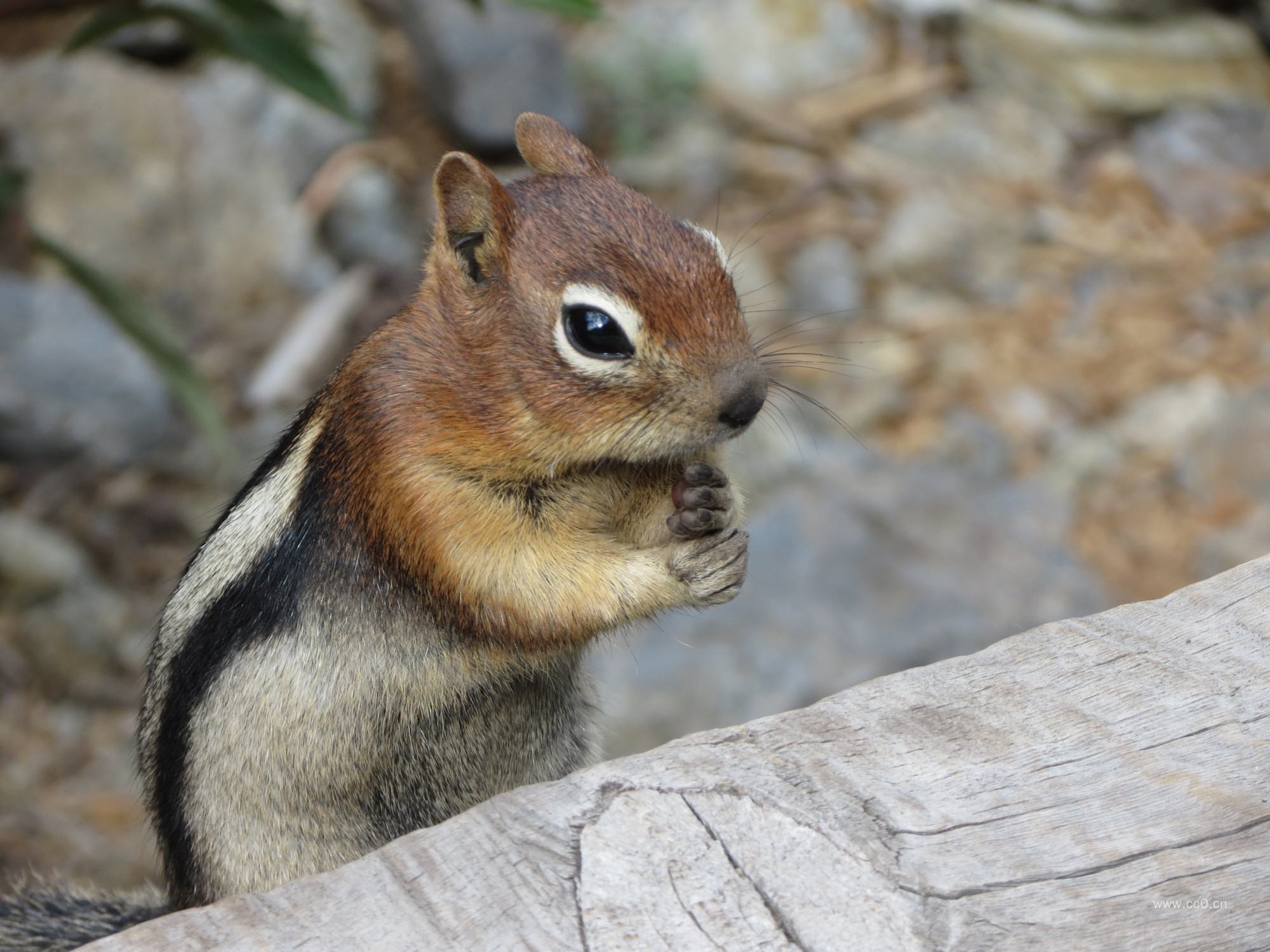 三彩松鼠的图片