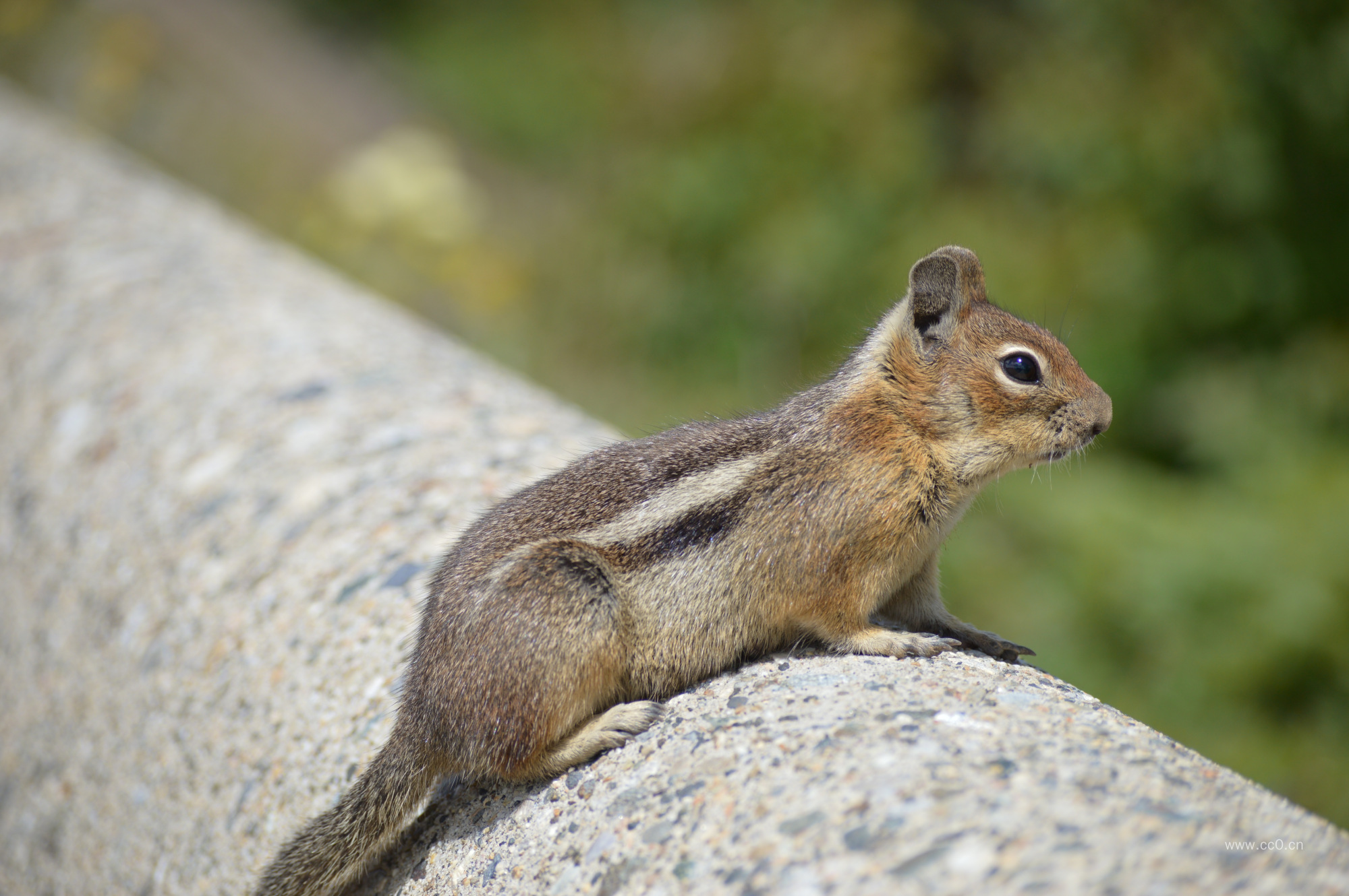 啮齿动物松鼠图片