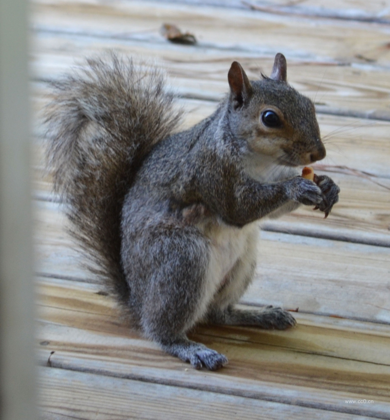 啮齿动物松鼠图片