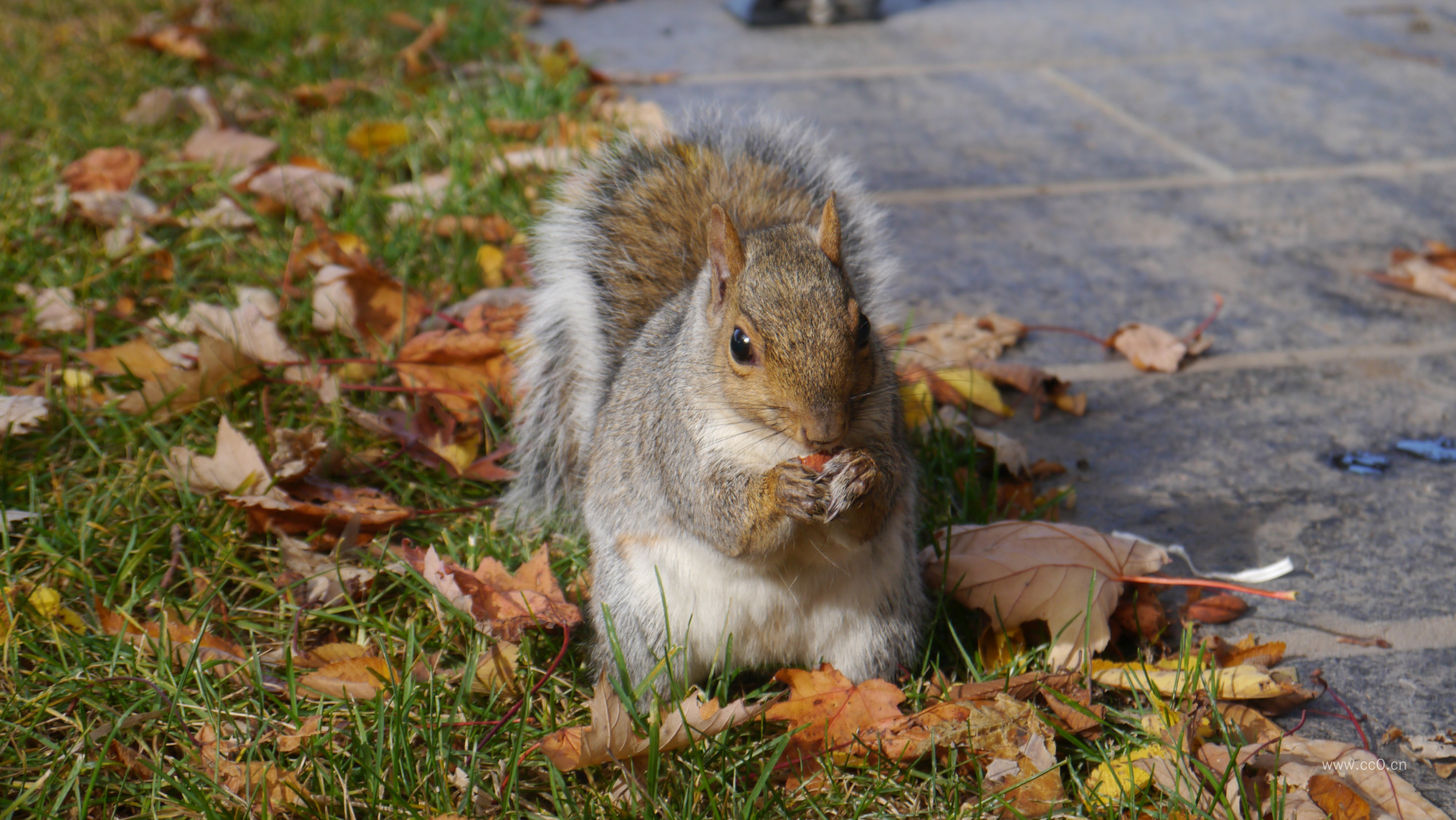 坐在路边的一只松鼠图片