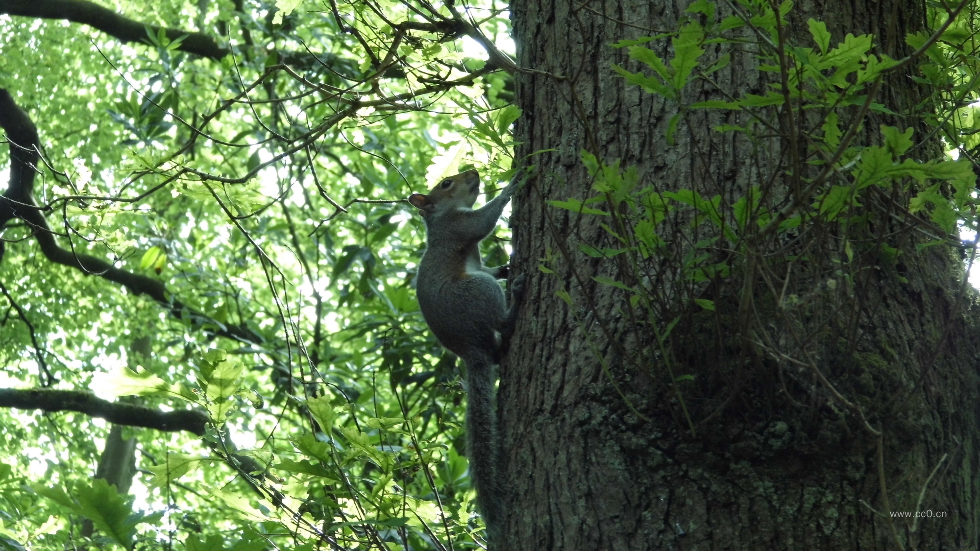 树干上爬行的松鼠