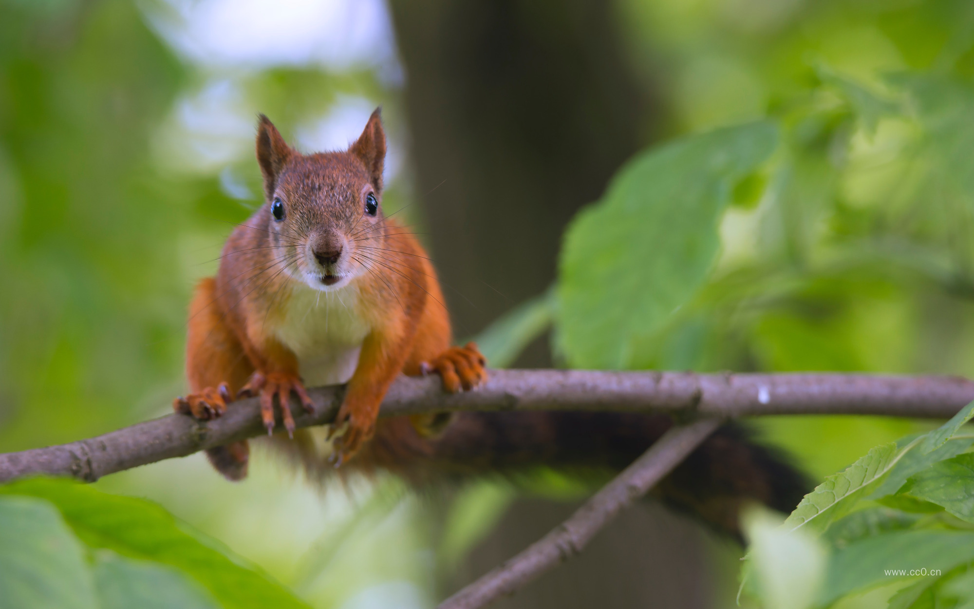 树枝上的一只松鼠的图片