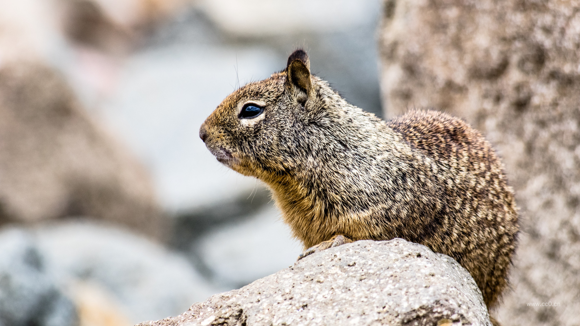 石头上的松鼠图片