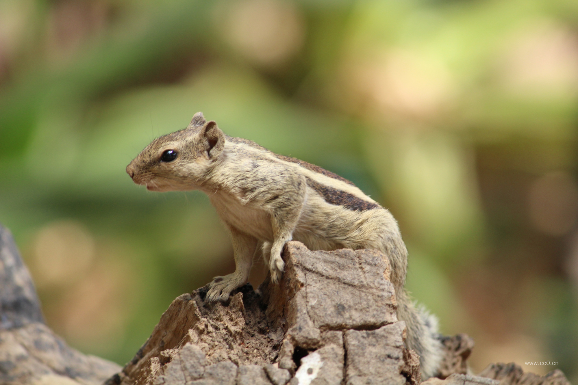 花栗鼠松鼠图片