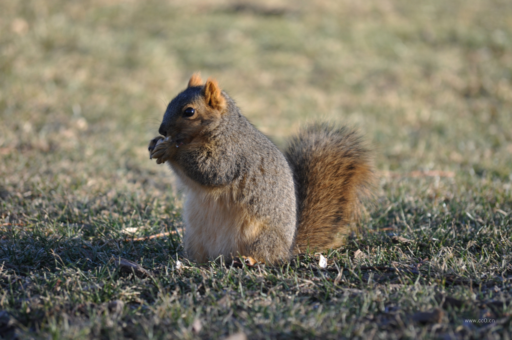 草地上的松鼠图片