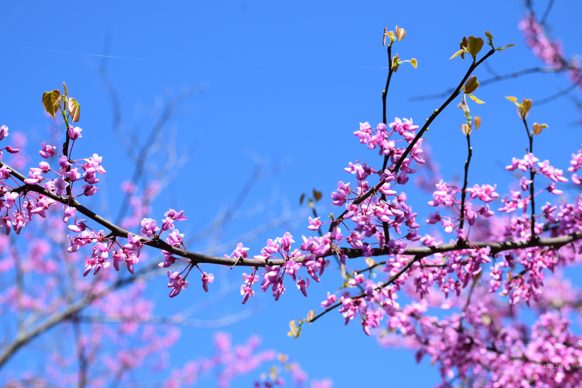 春天开放的樱花