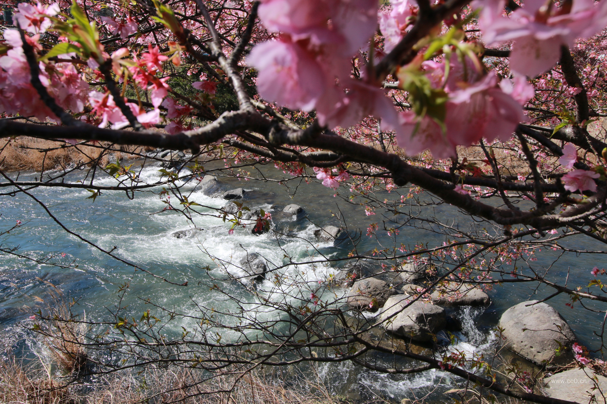 春天河岸粉红色的樱花图片