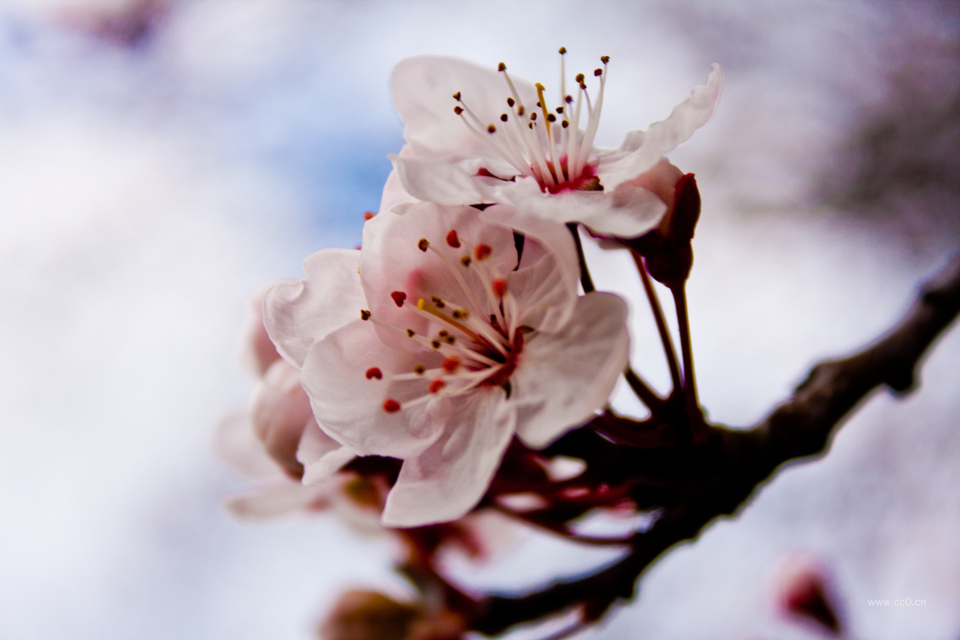 春天的樱花花朵特写图片