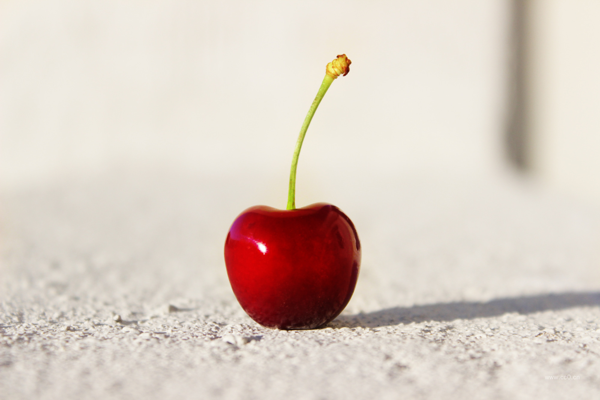 一棵樱桃特写图片