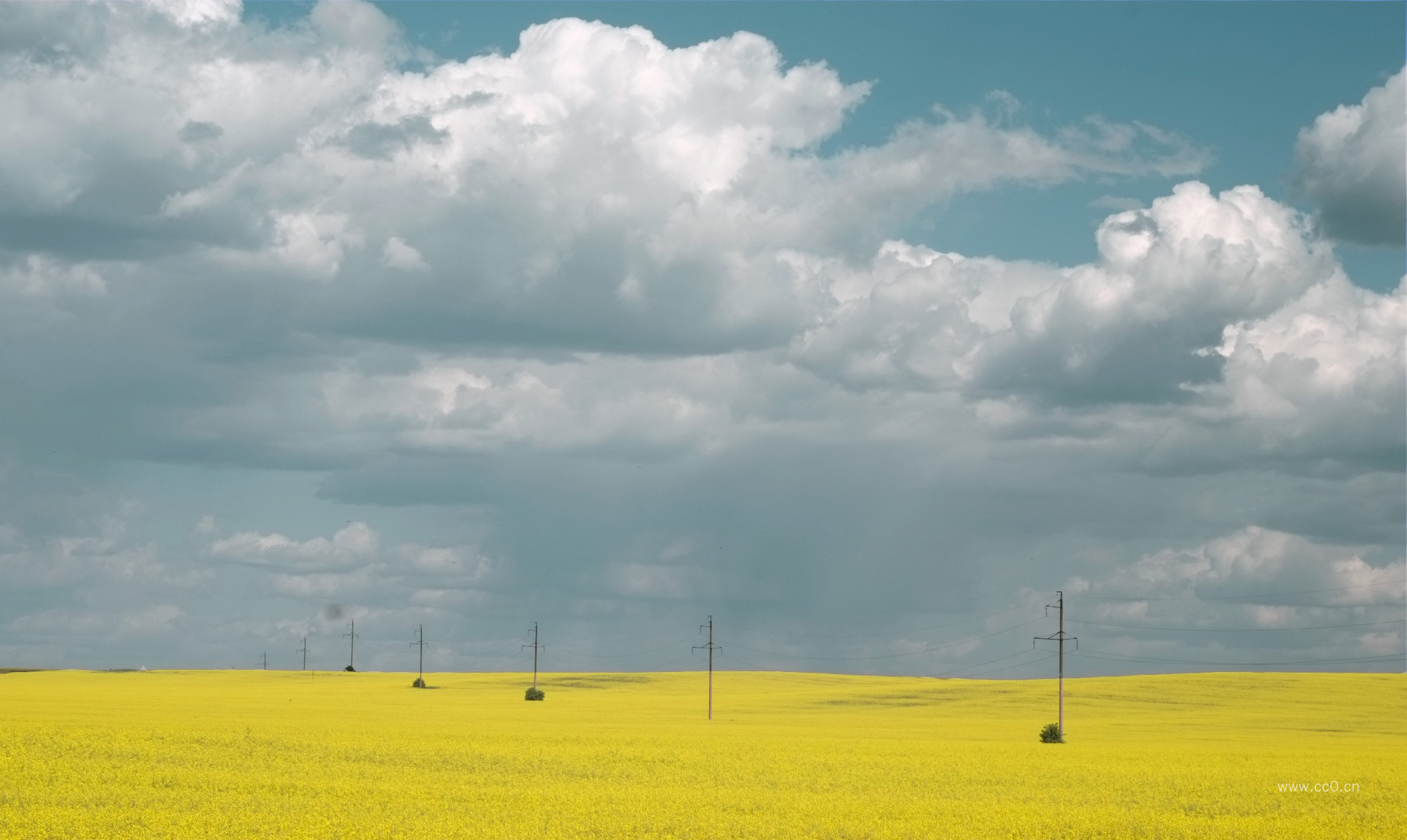 平原的油菜花图片