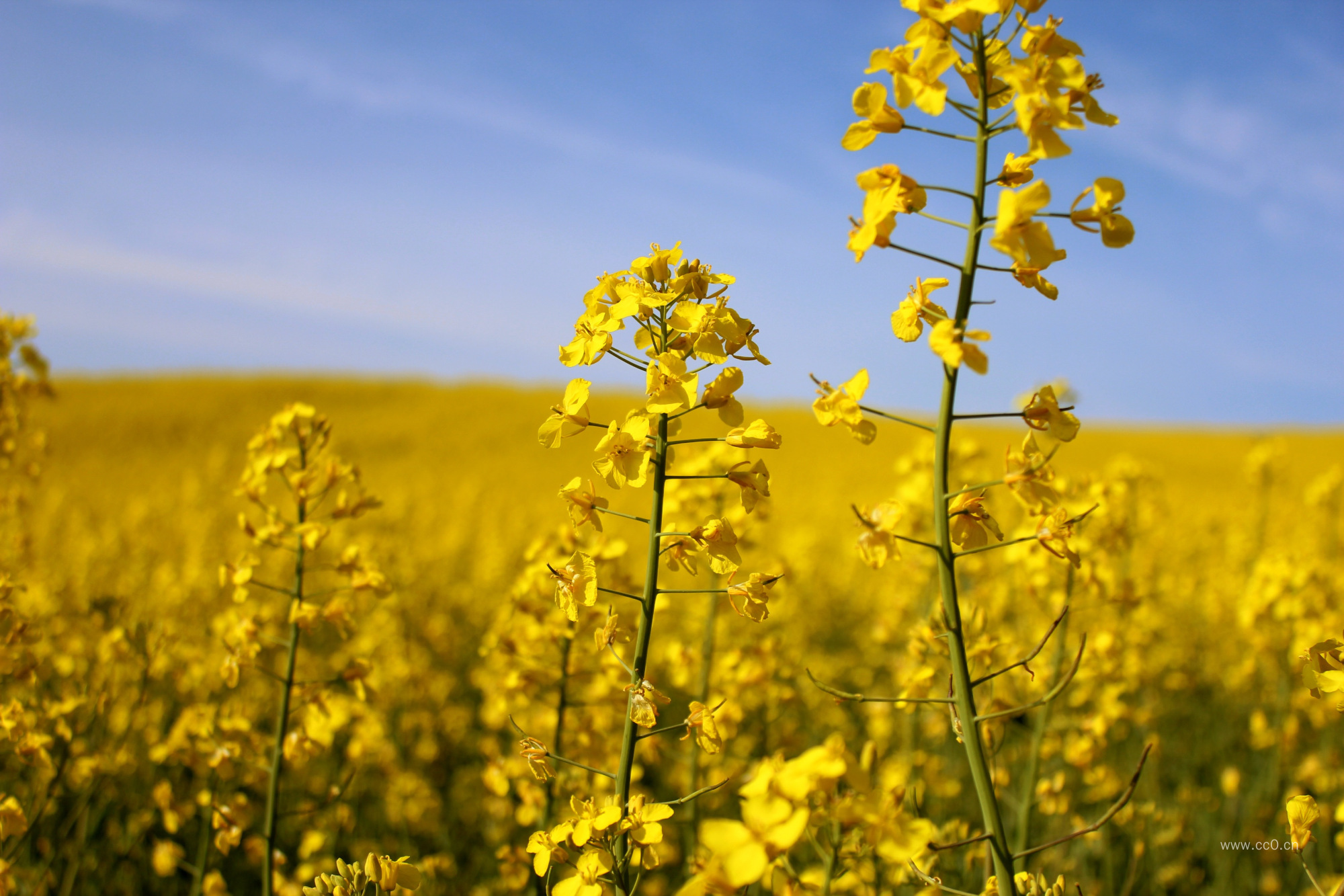 春天的油菜花图片
