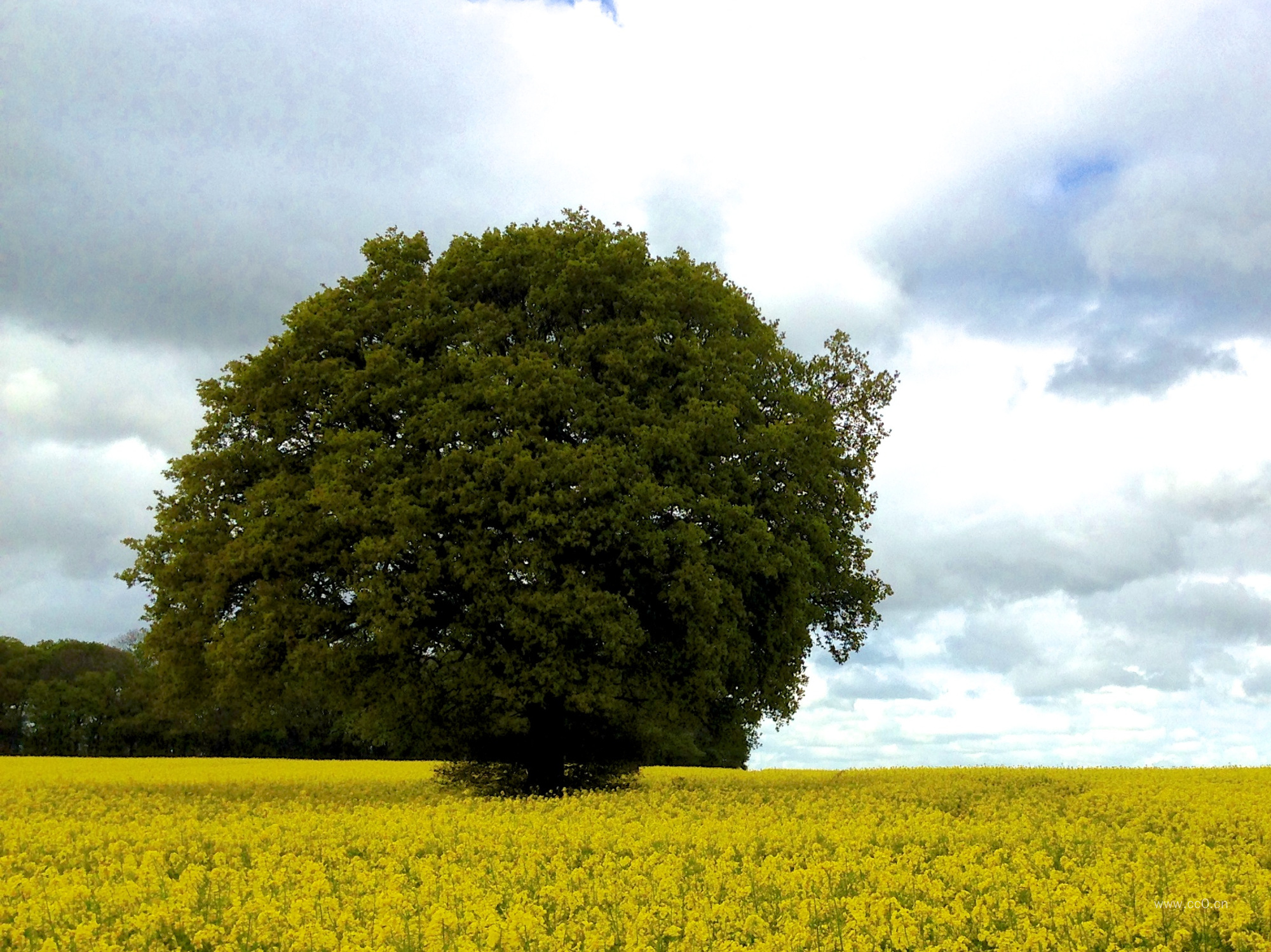 油菜花田园的一颗树
