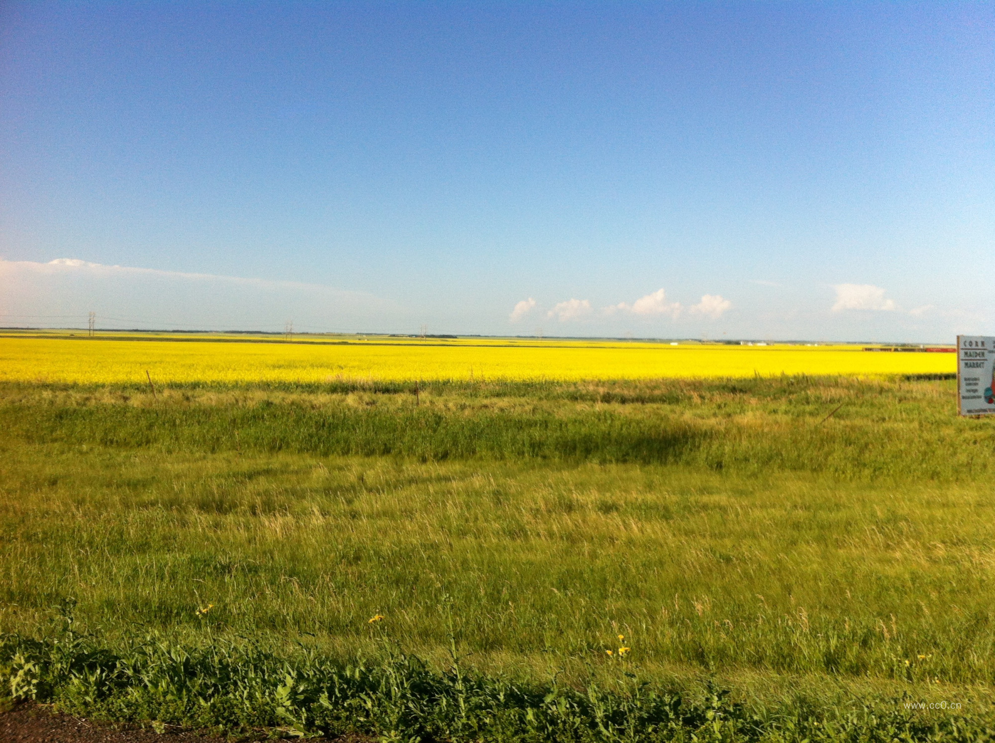 油菜花种植田园图片