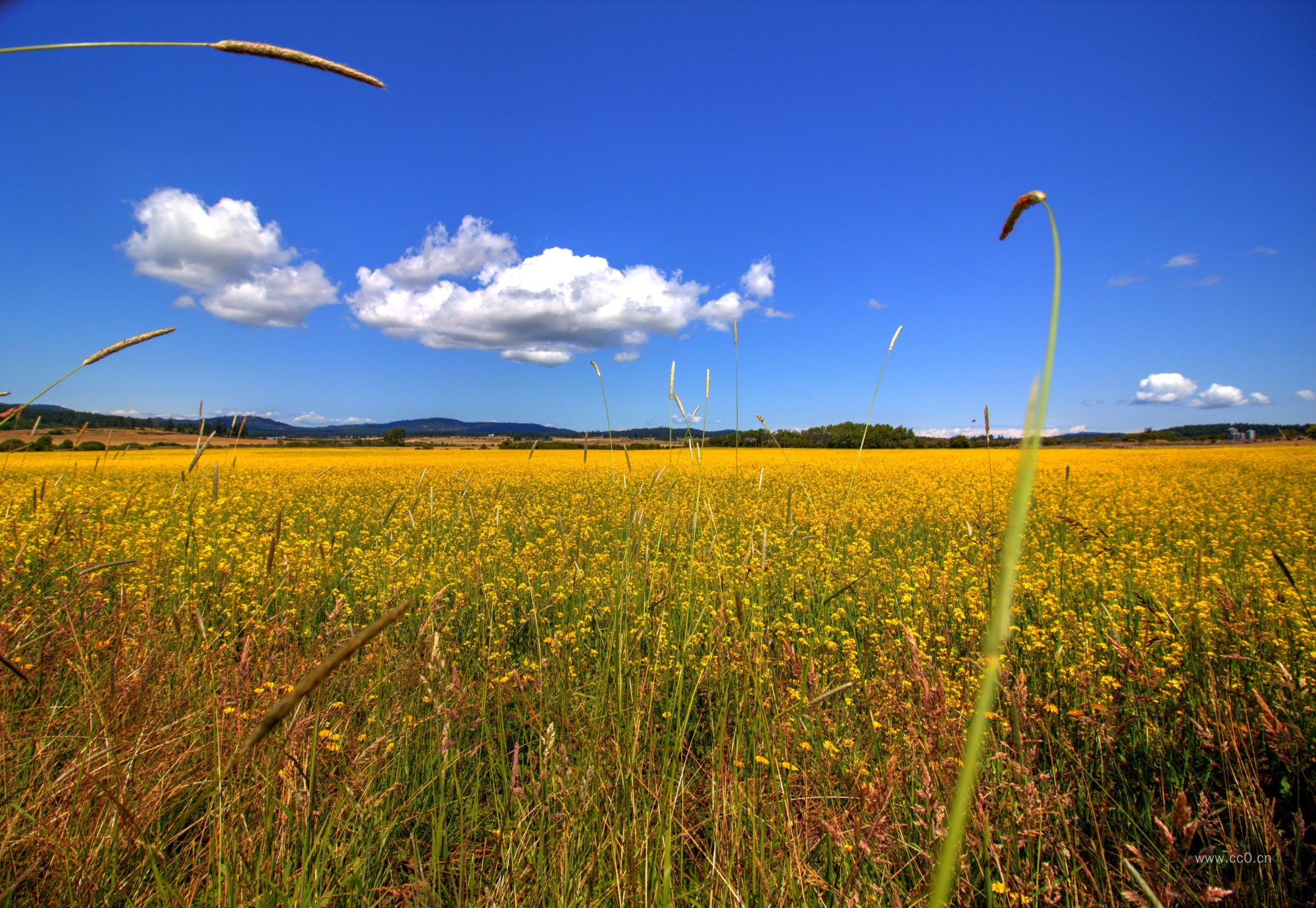 蓝天白云与油菜花风景