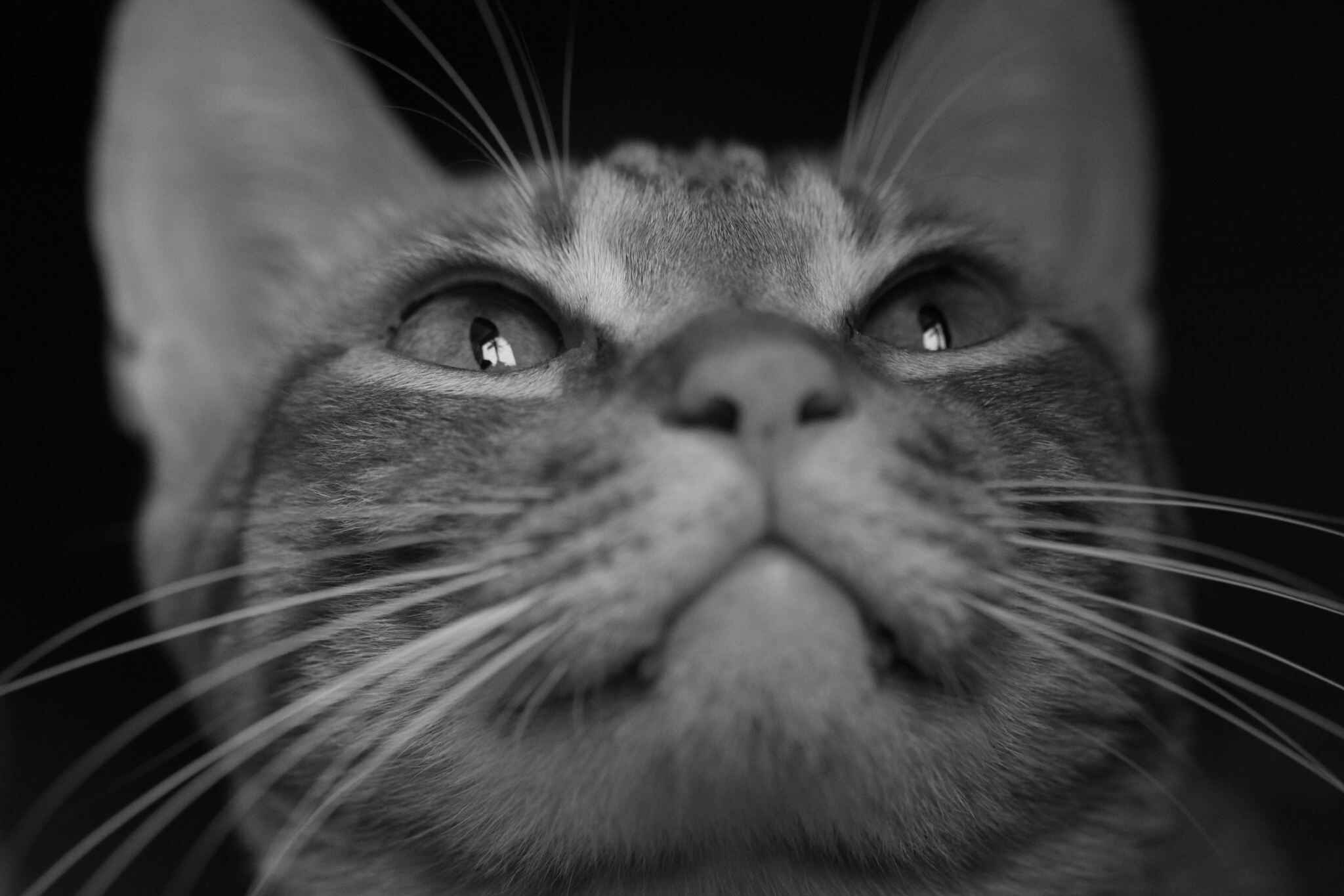 深圳大学文山湖宿舍深圳大学，铲屎官