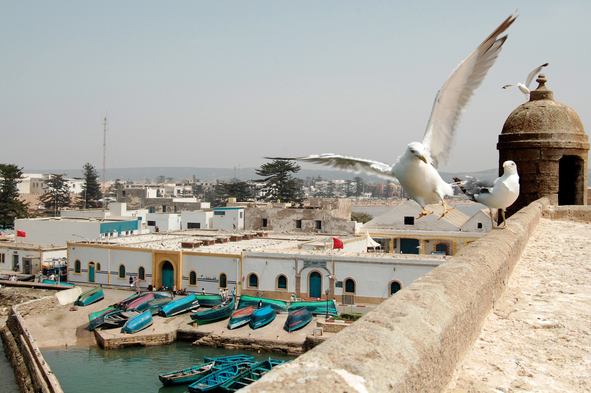 展翅的鸽子图片