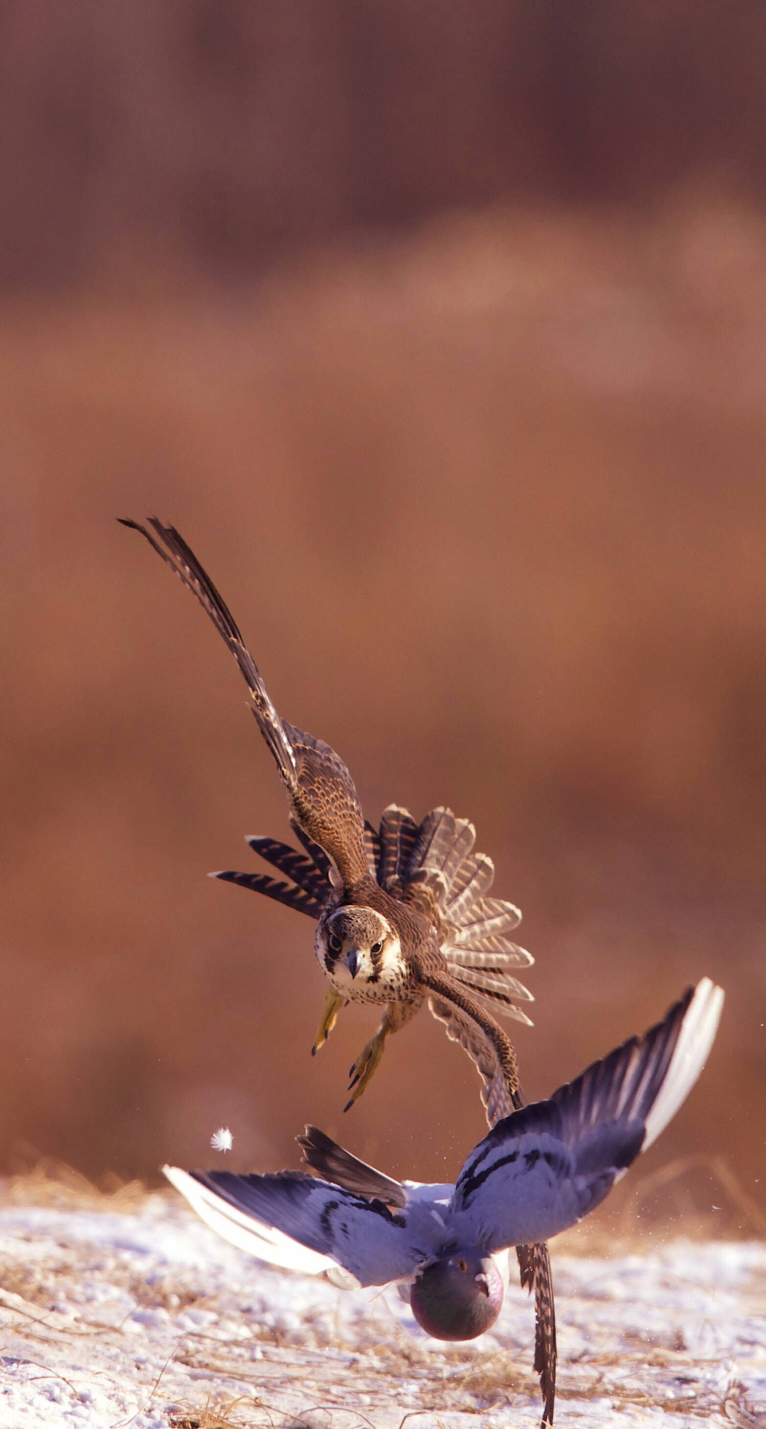 延吉游隼追击野鸽子