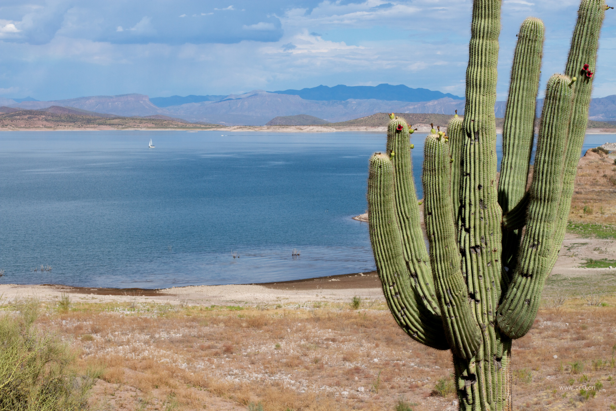 湖岸的仙人柱图片