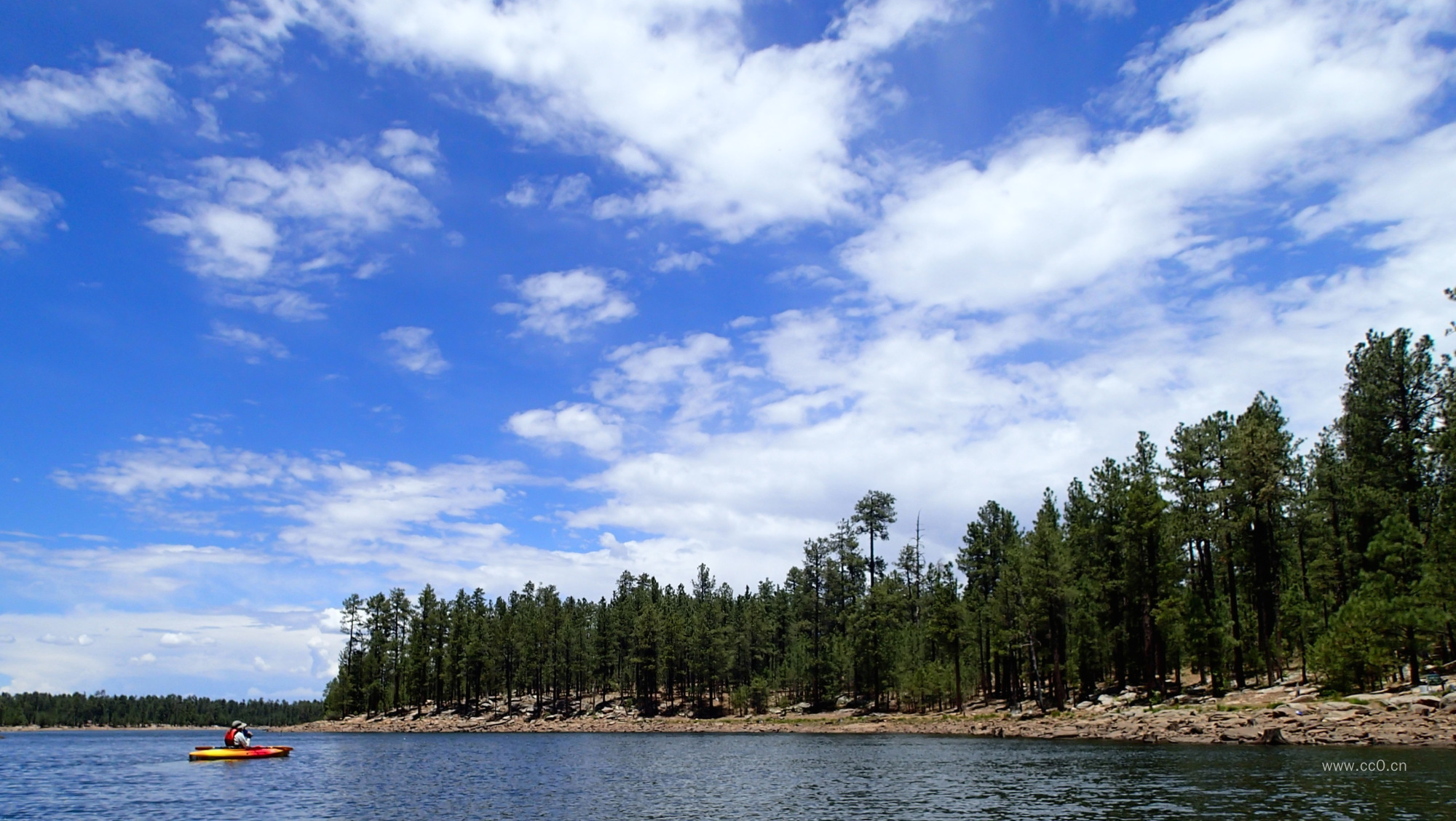 蓝天白云下湖泊岸边的树林图片