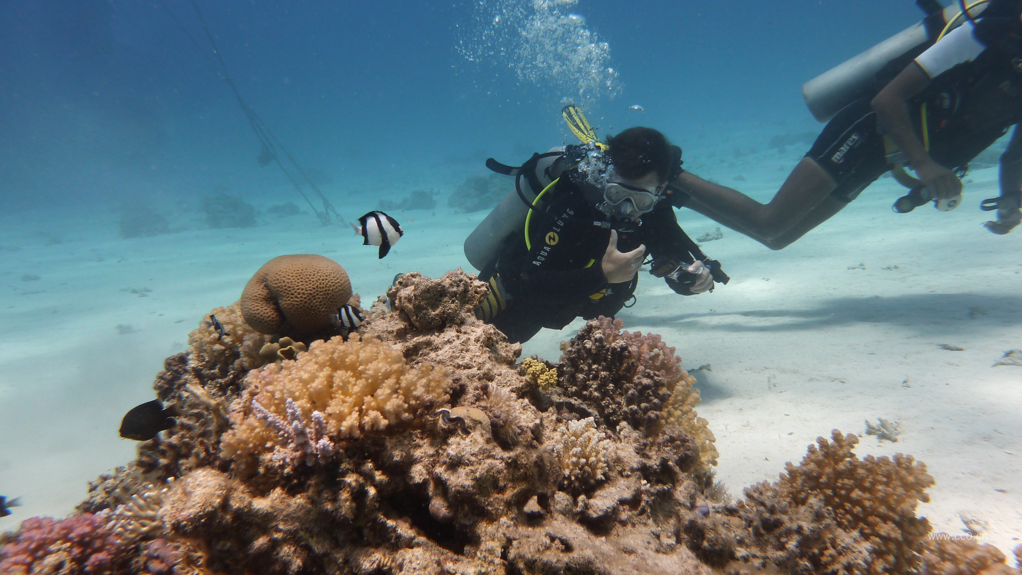 潜水的人物与珊瑚图片