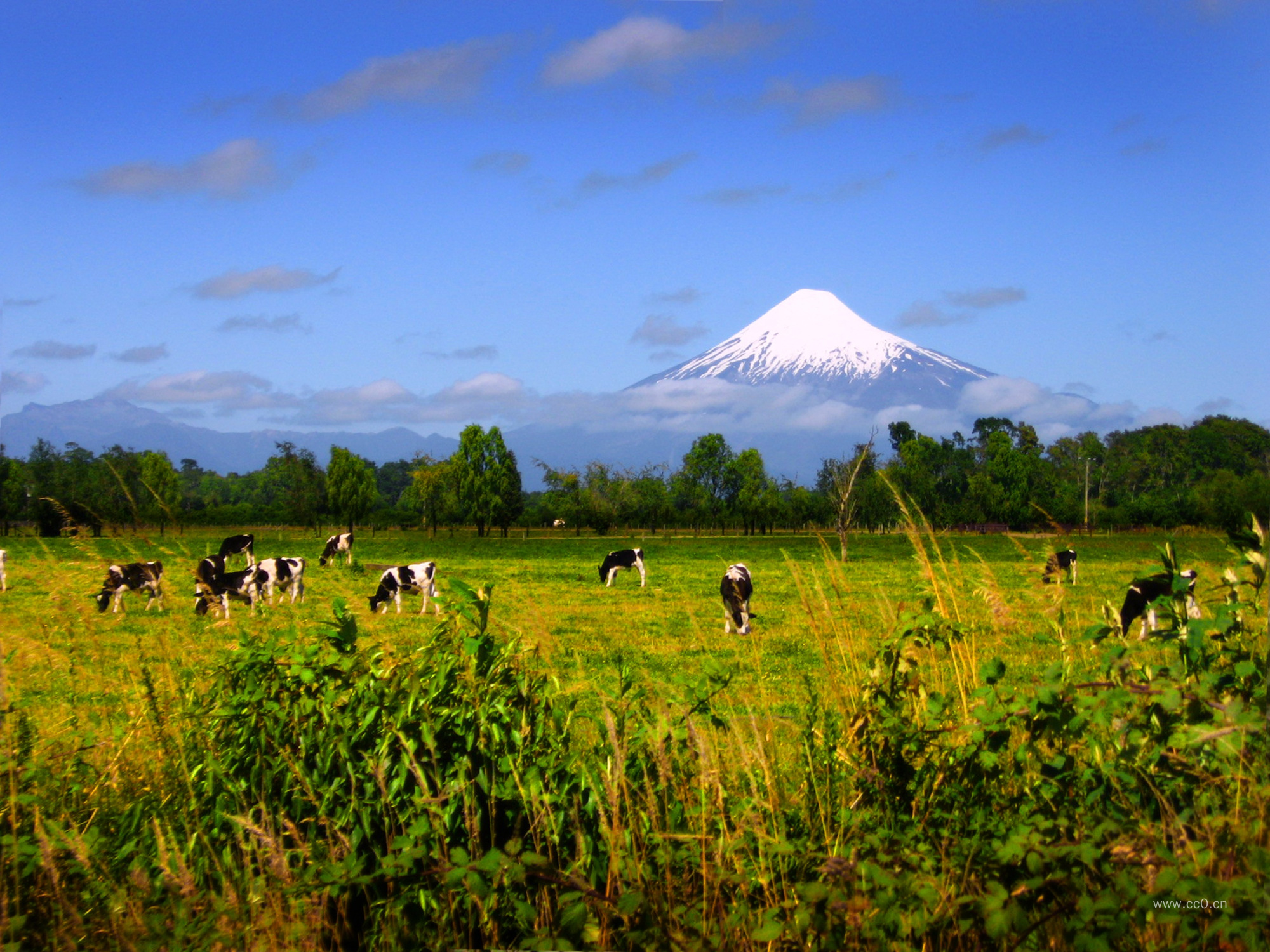 牧场草地上放牧的奶牛牛群图片
