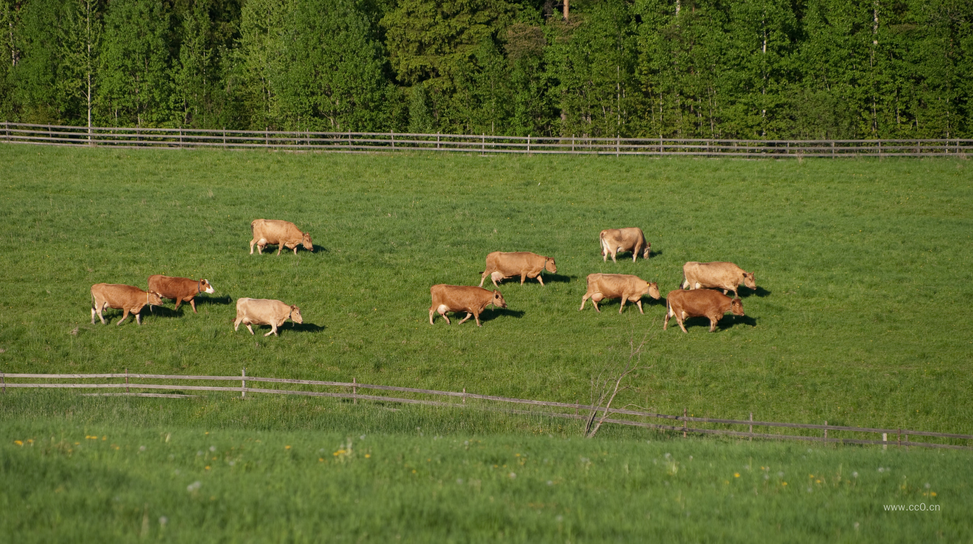 牧场草地上的黄牛牛群图片