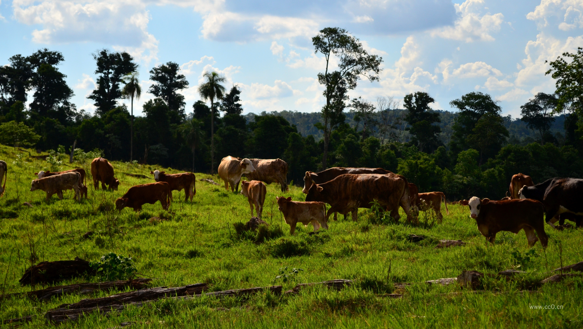 草地上放牧的牛群