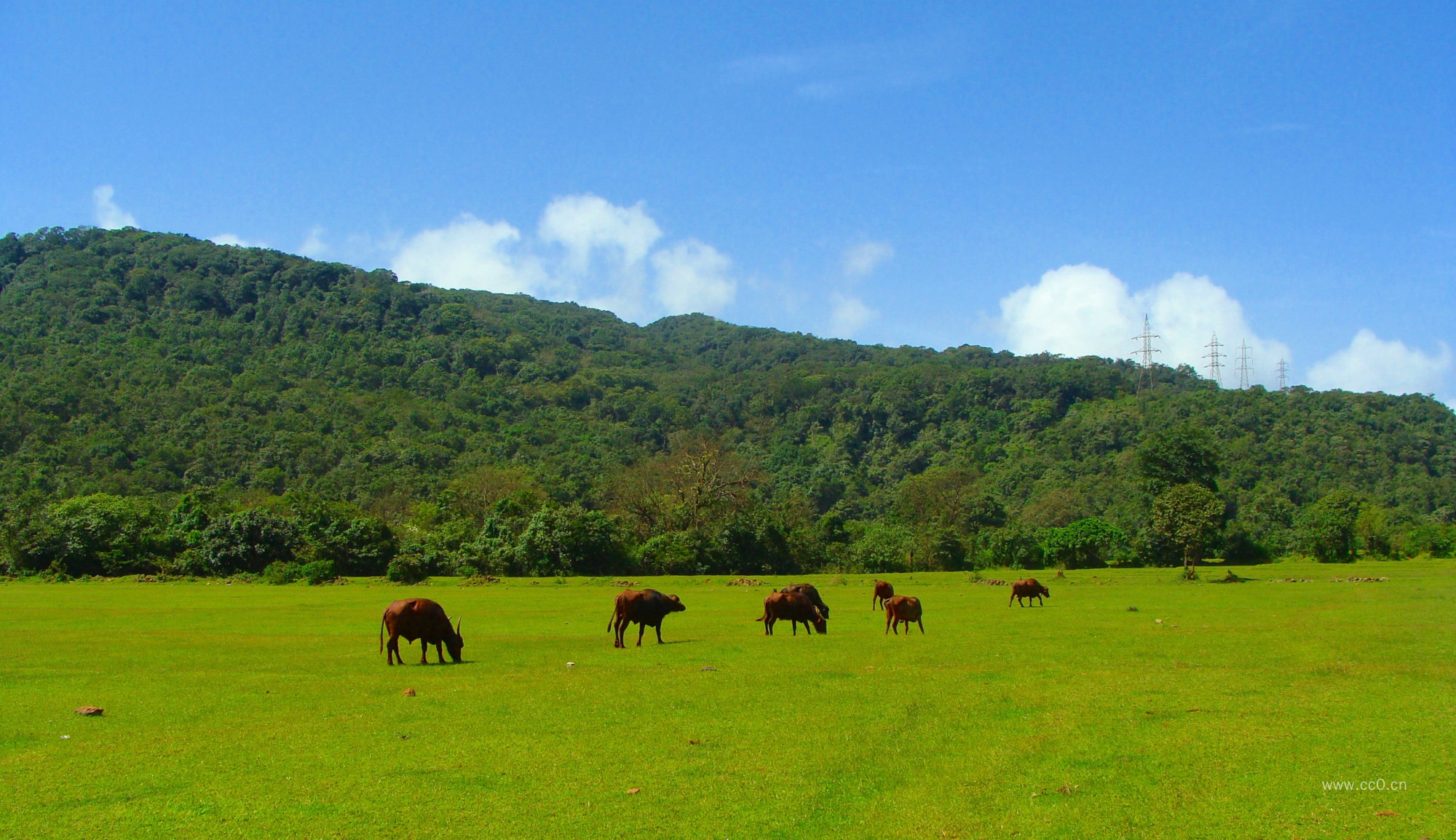 草地上的牛群图片