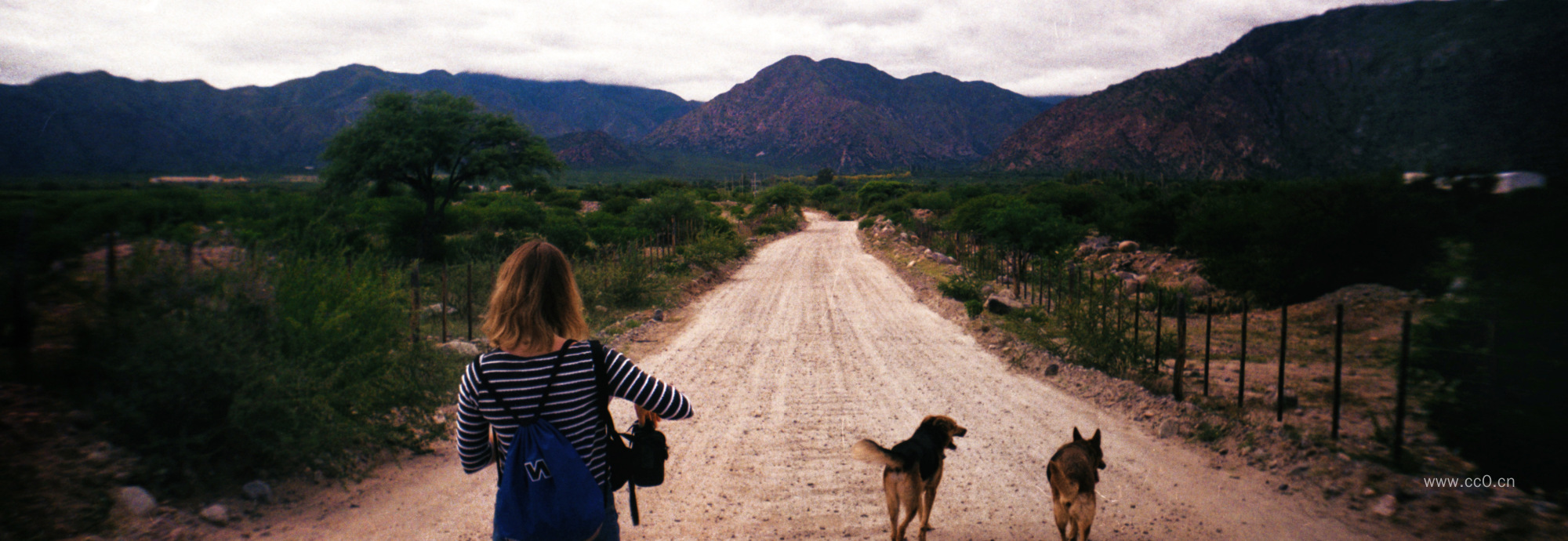 乡村道路上的两只狗与女生人物背影