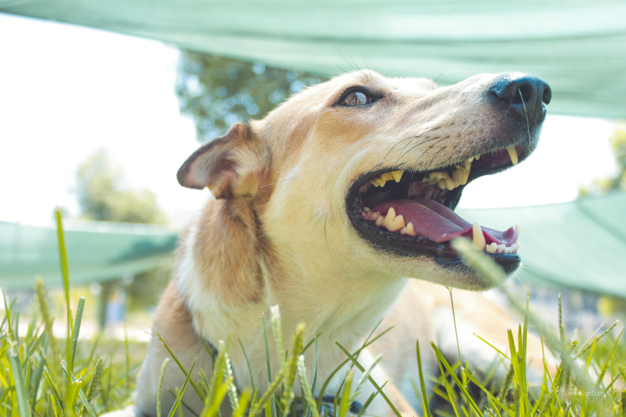 张开嘴的狗狗图片