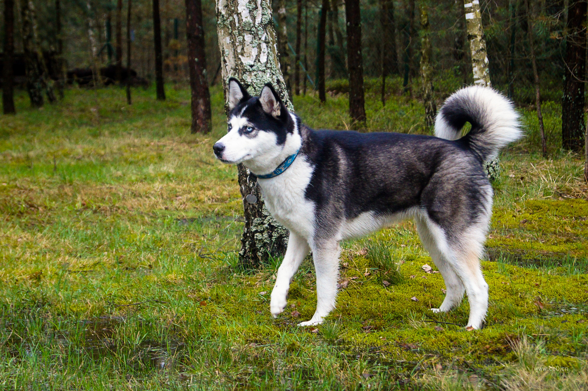 树林草地上的牧羊犬图片