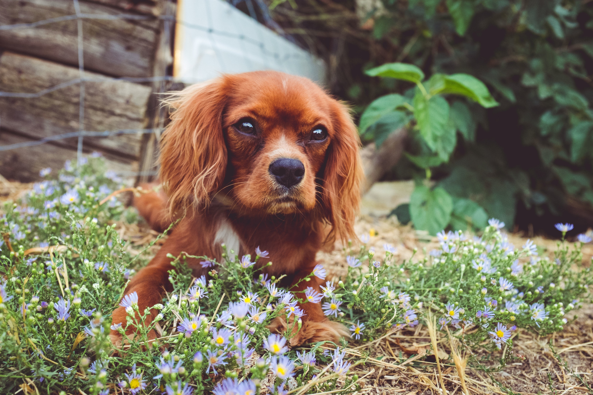 棕色的可卡犬宠物图片