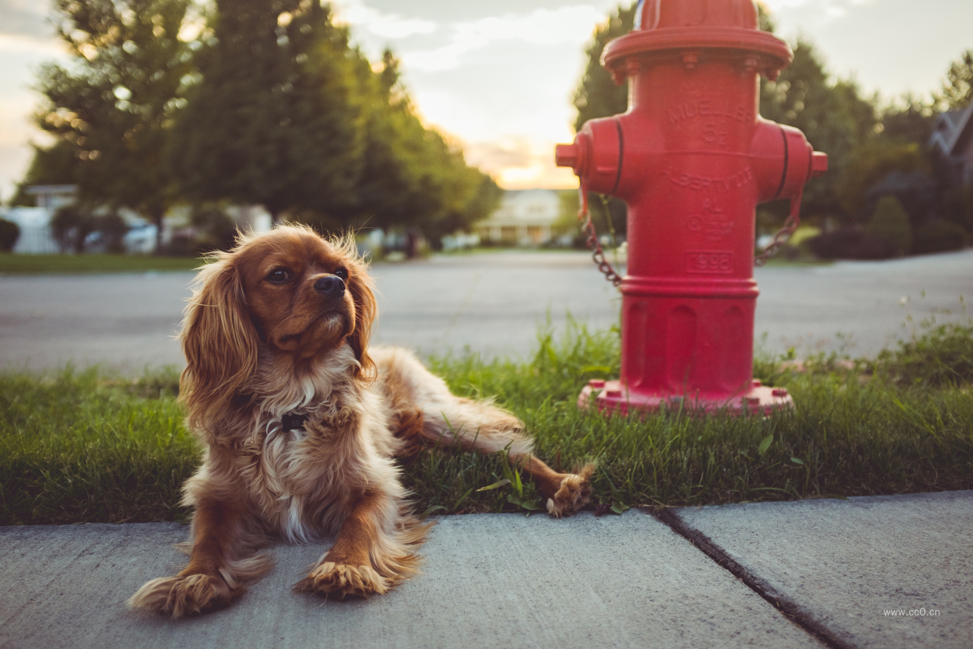 道路上的可卡犬与消防栓图片