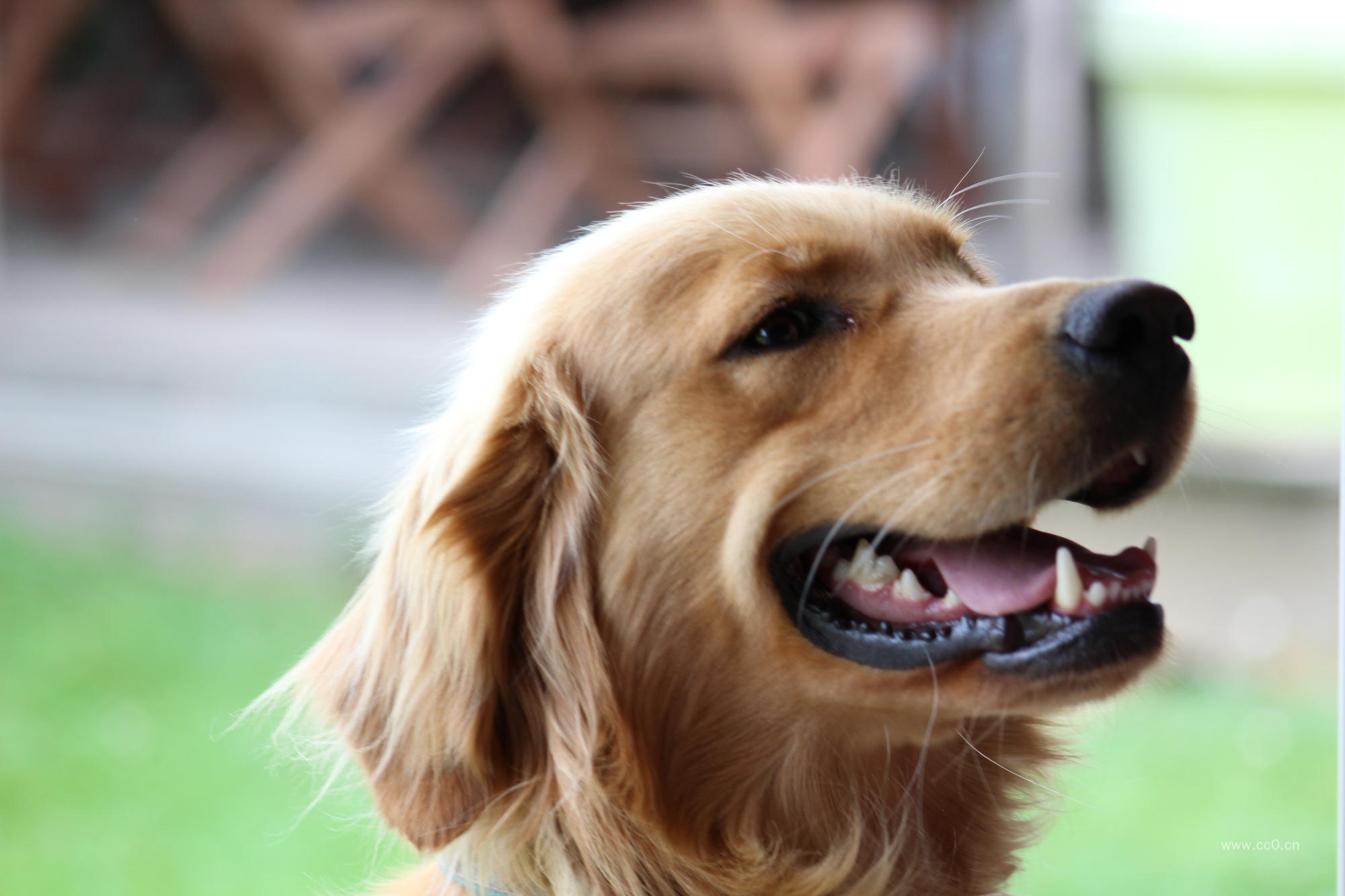 金毛犬特写图片