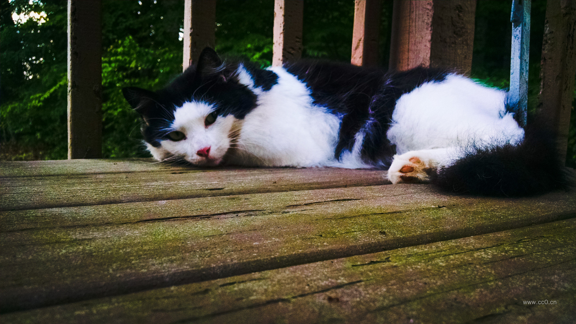 一只小花猫的图片