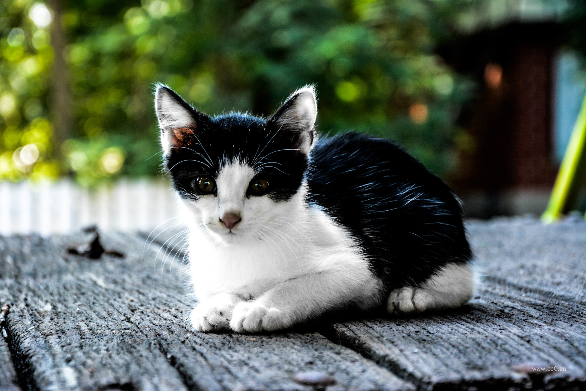 一只黑白小花猫的图片