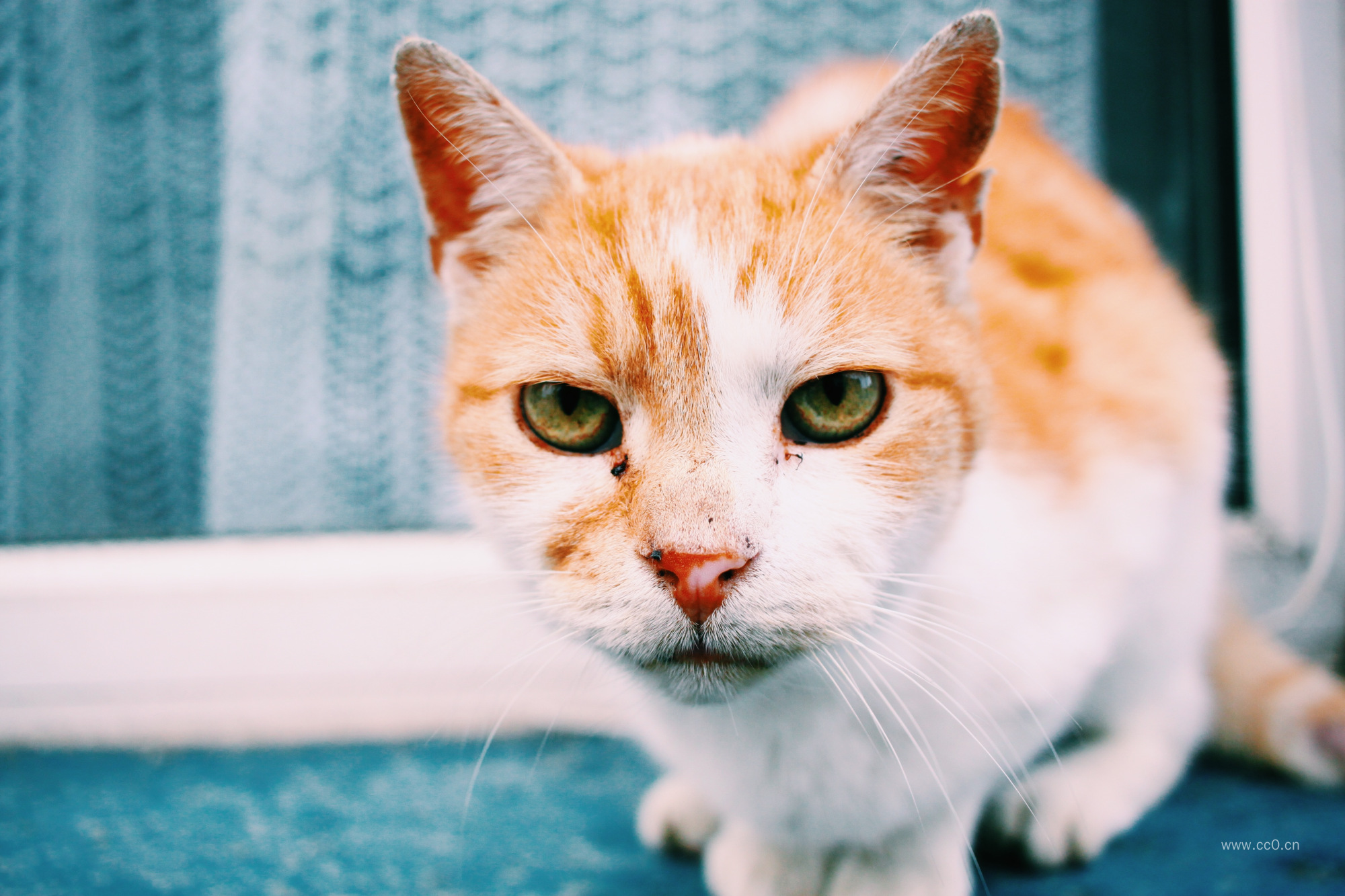 宠物猫特写图片