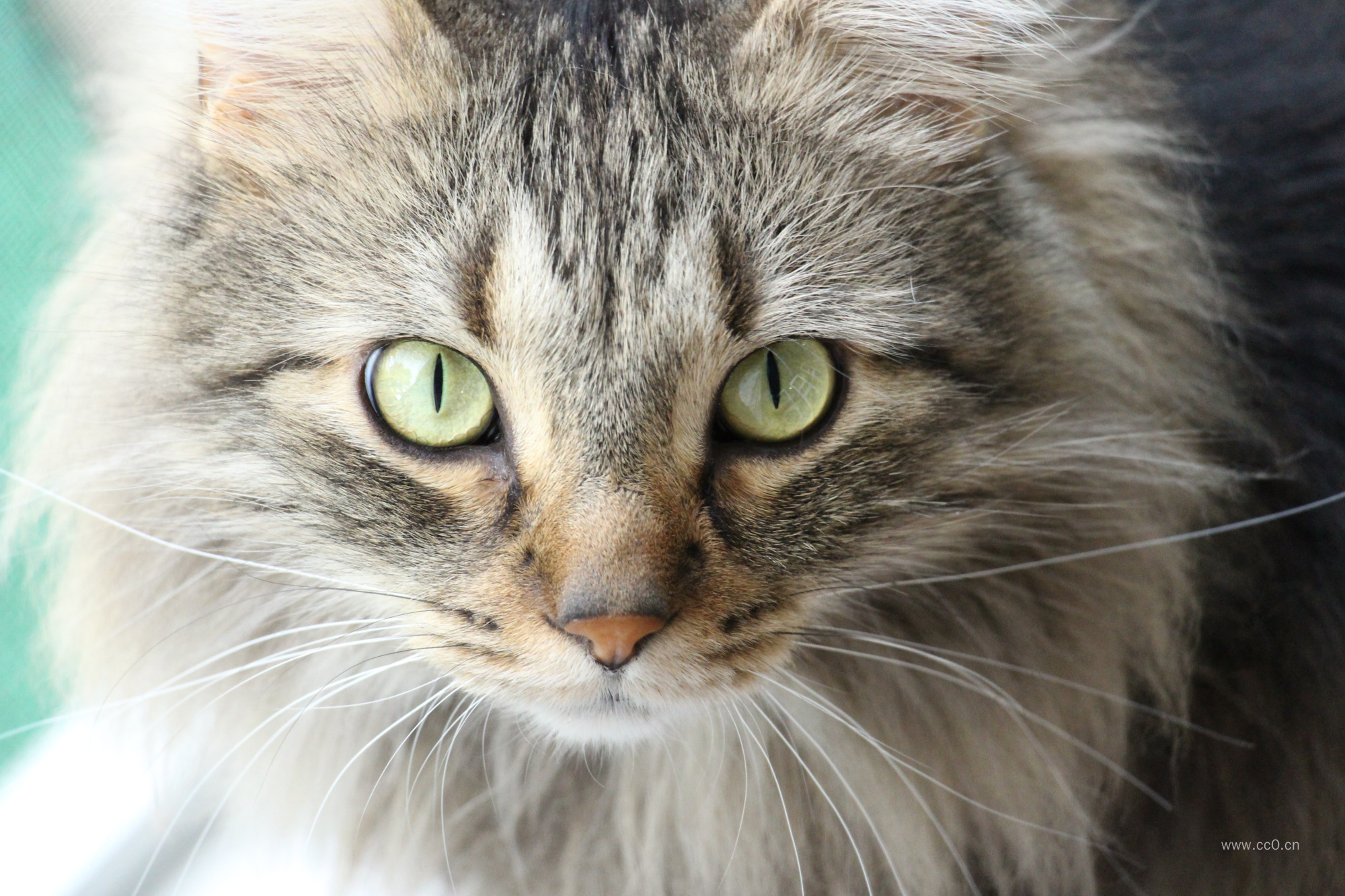 短毛猫特写图片