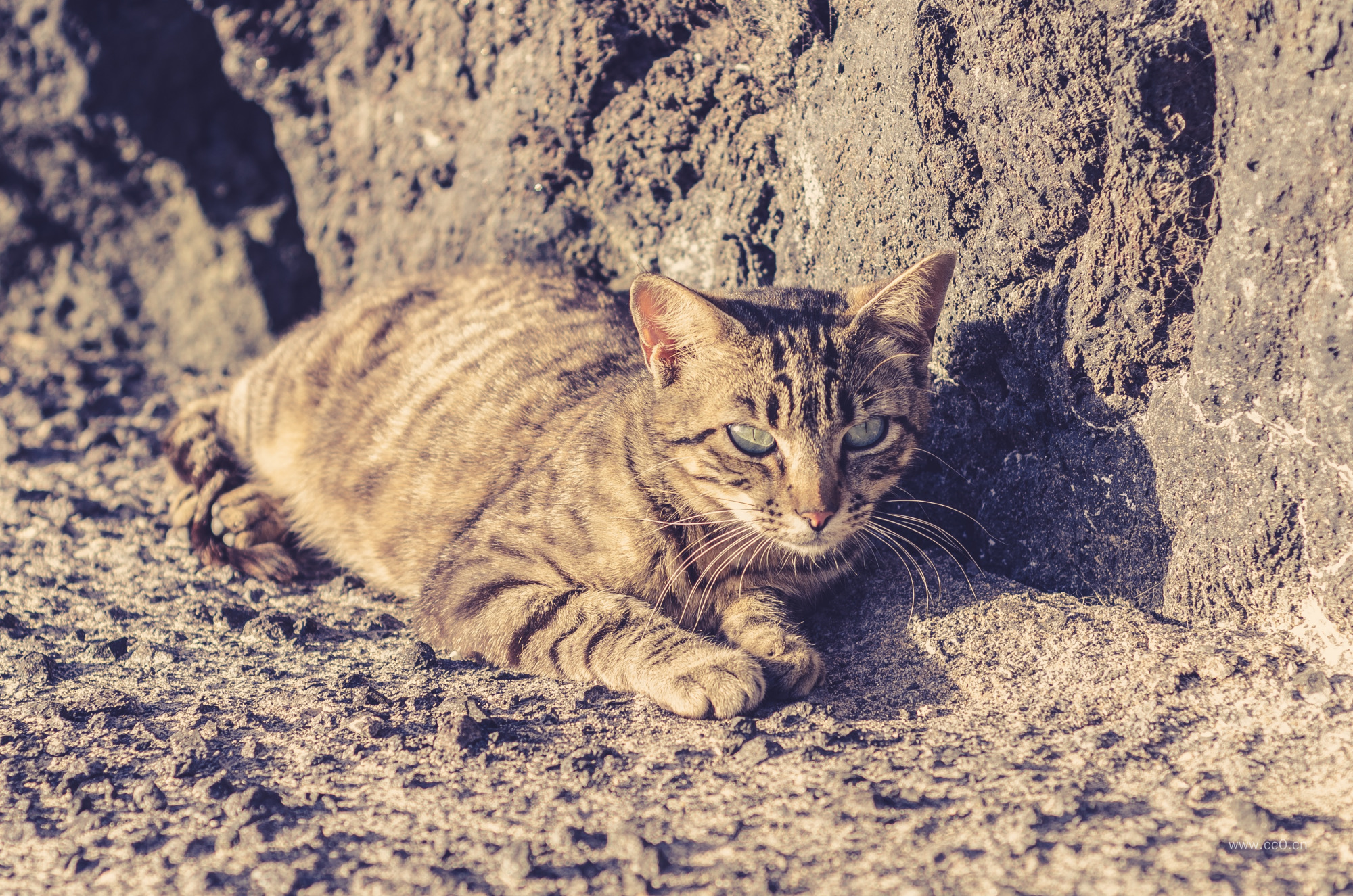阳光下的一只猫的图片