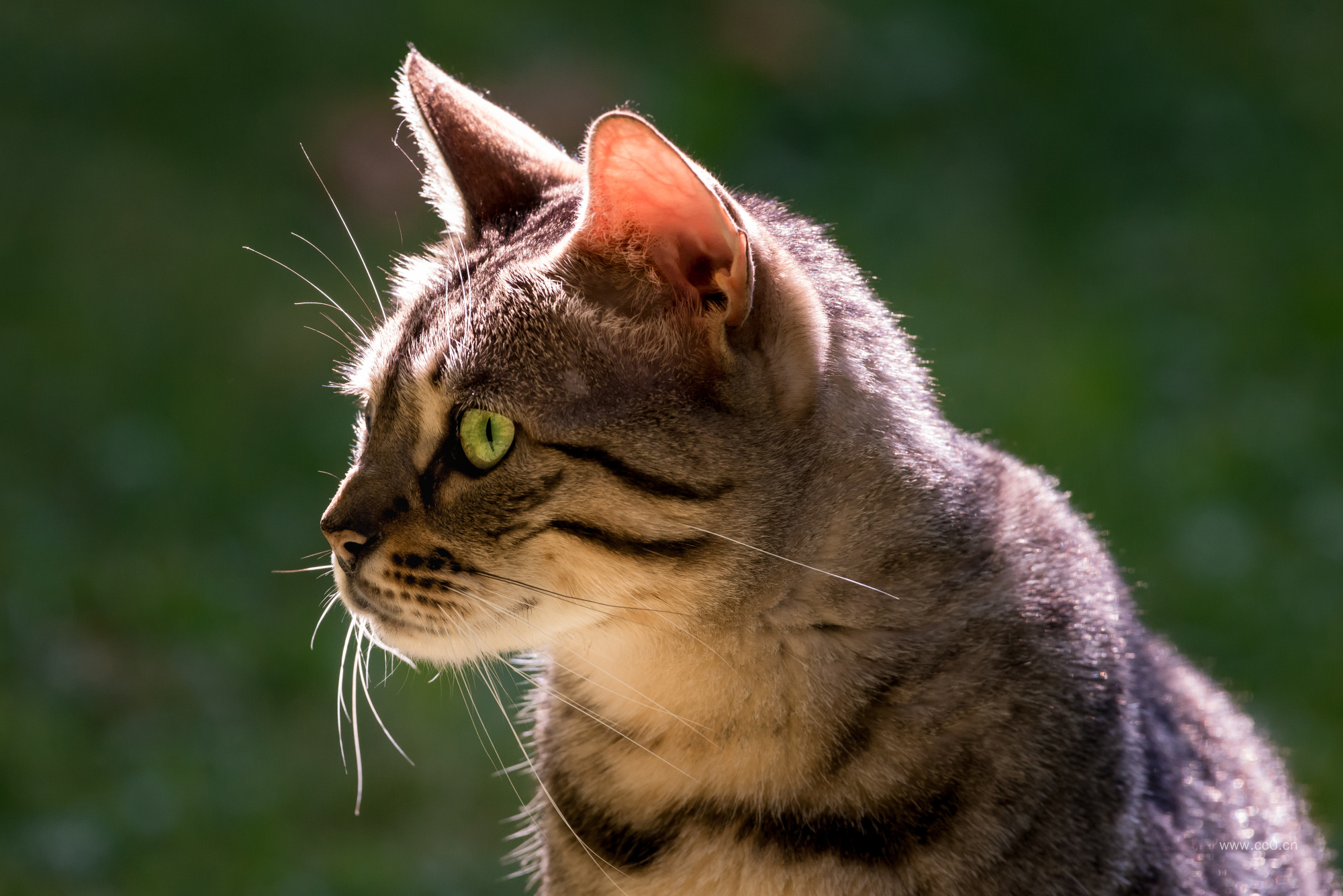 阳光下的短毛猫特写图片