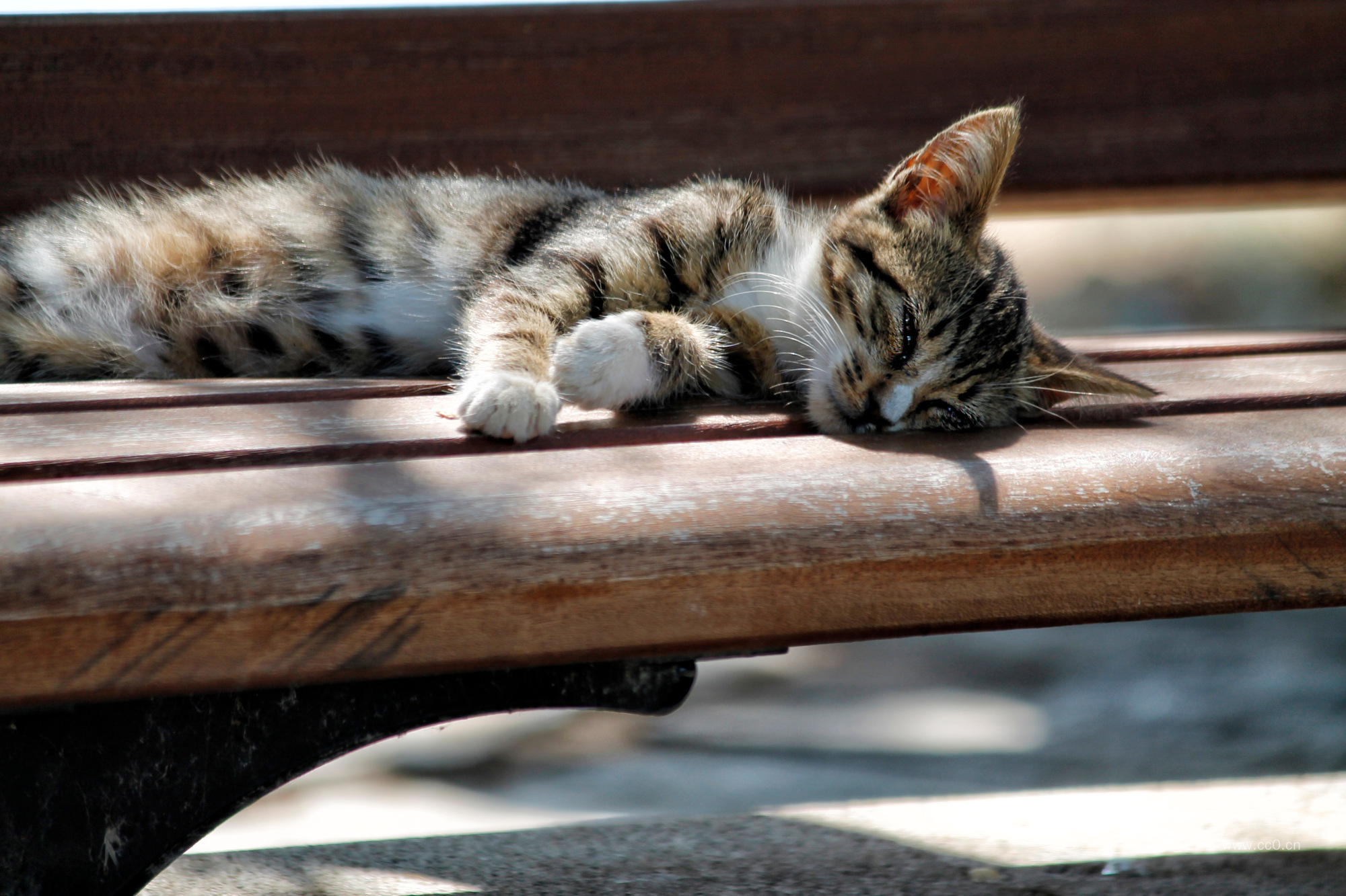 阳光下睡觉的猫咪