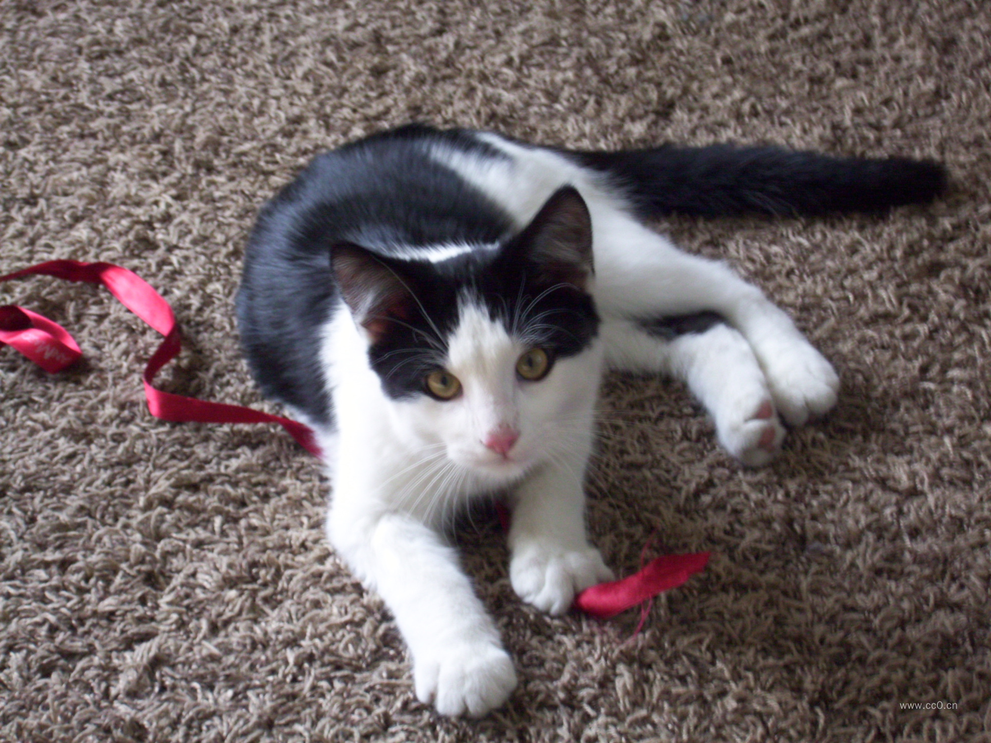 黑白小猫咪的图片