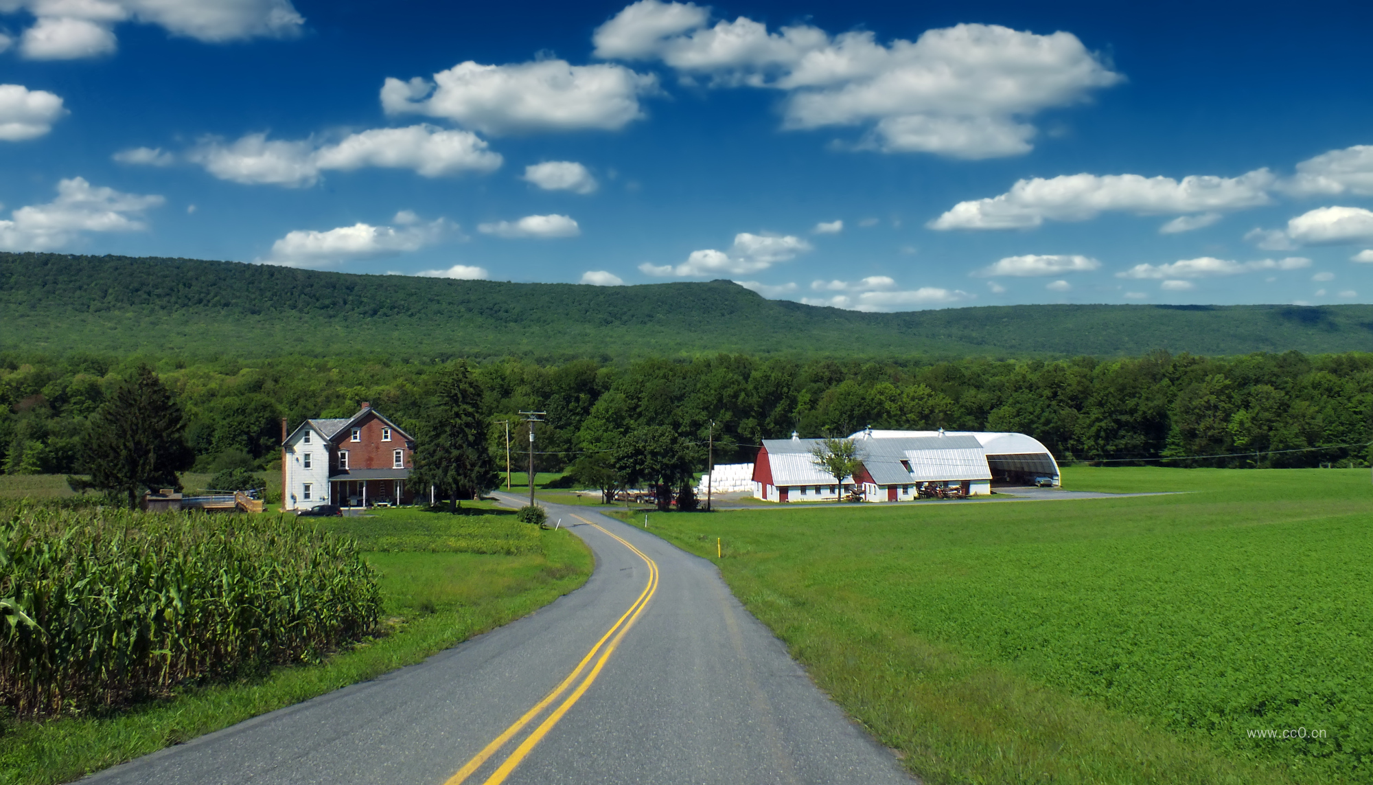森林绿色植被、房屋、道路、农村生态风景图片