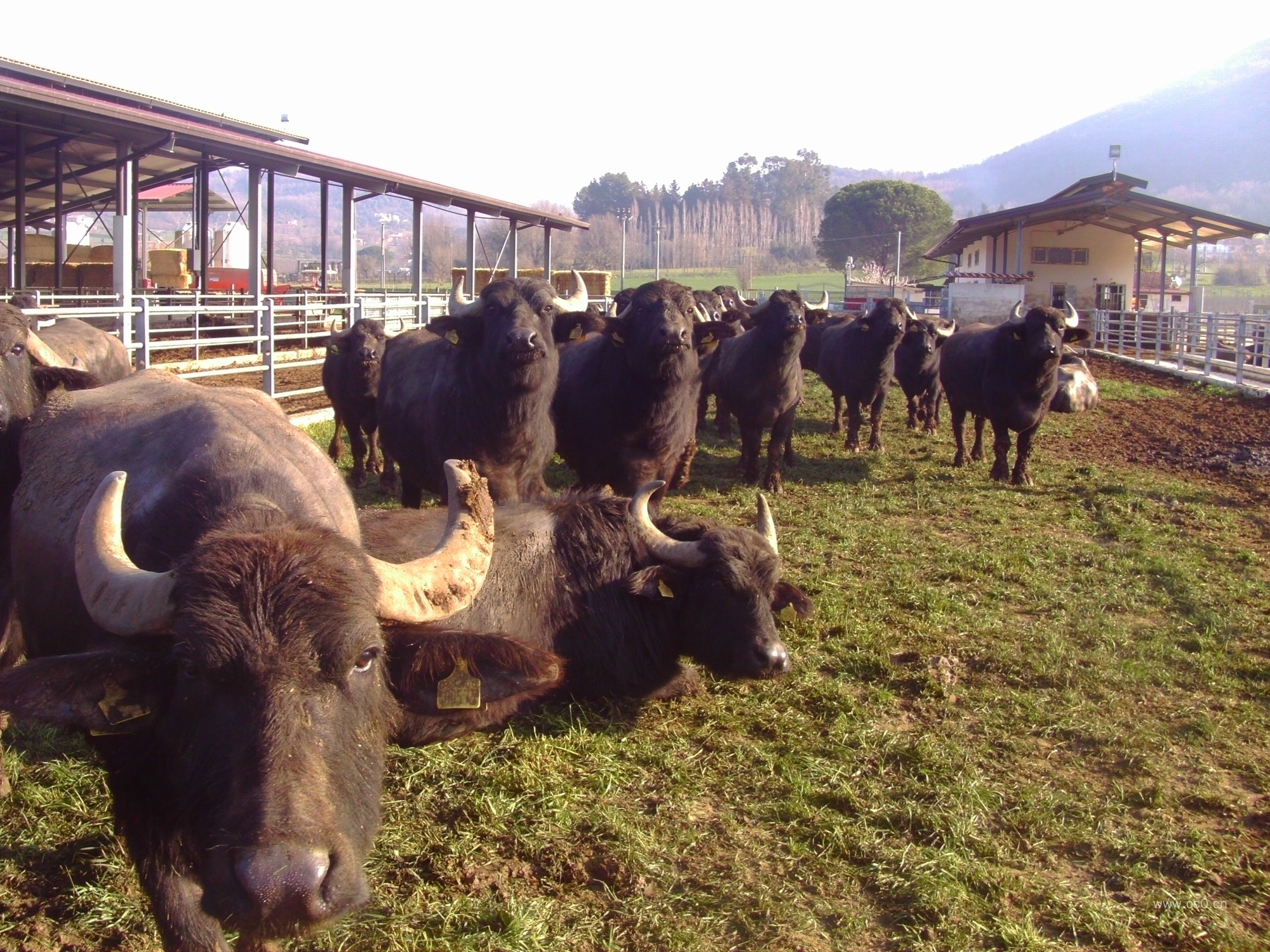 牧场的水牛图片