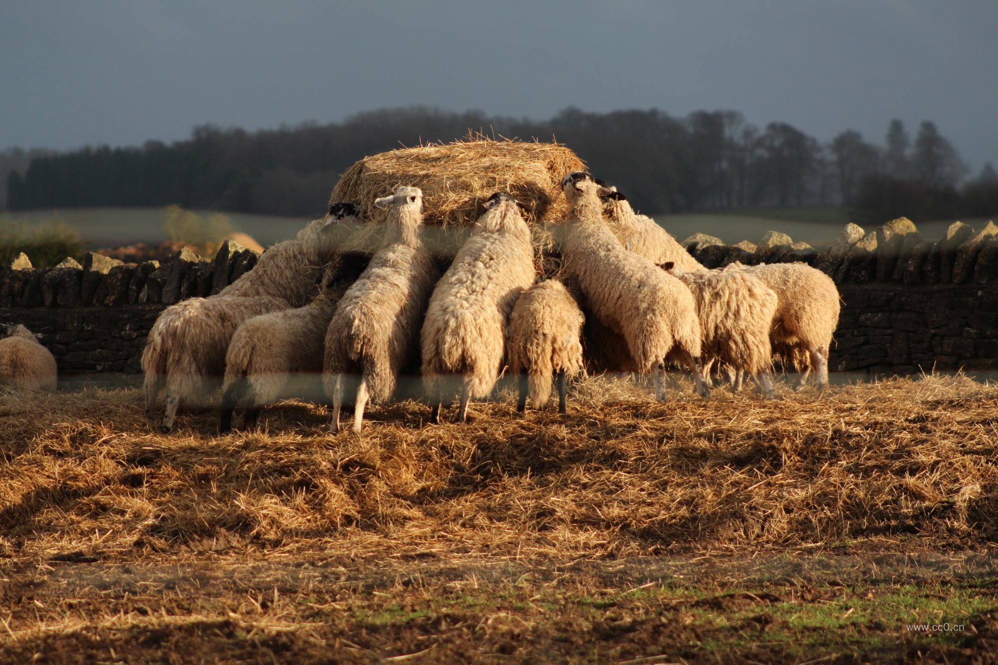 牧场的羊群图片